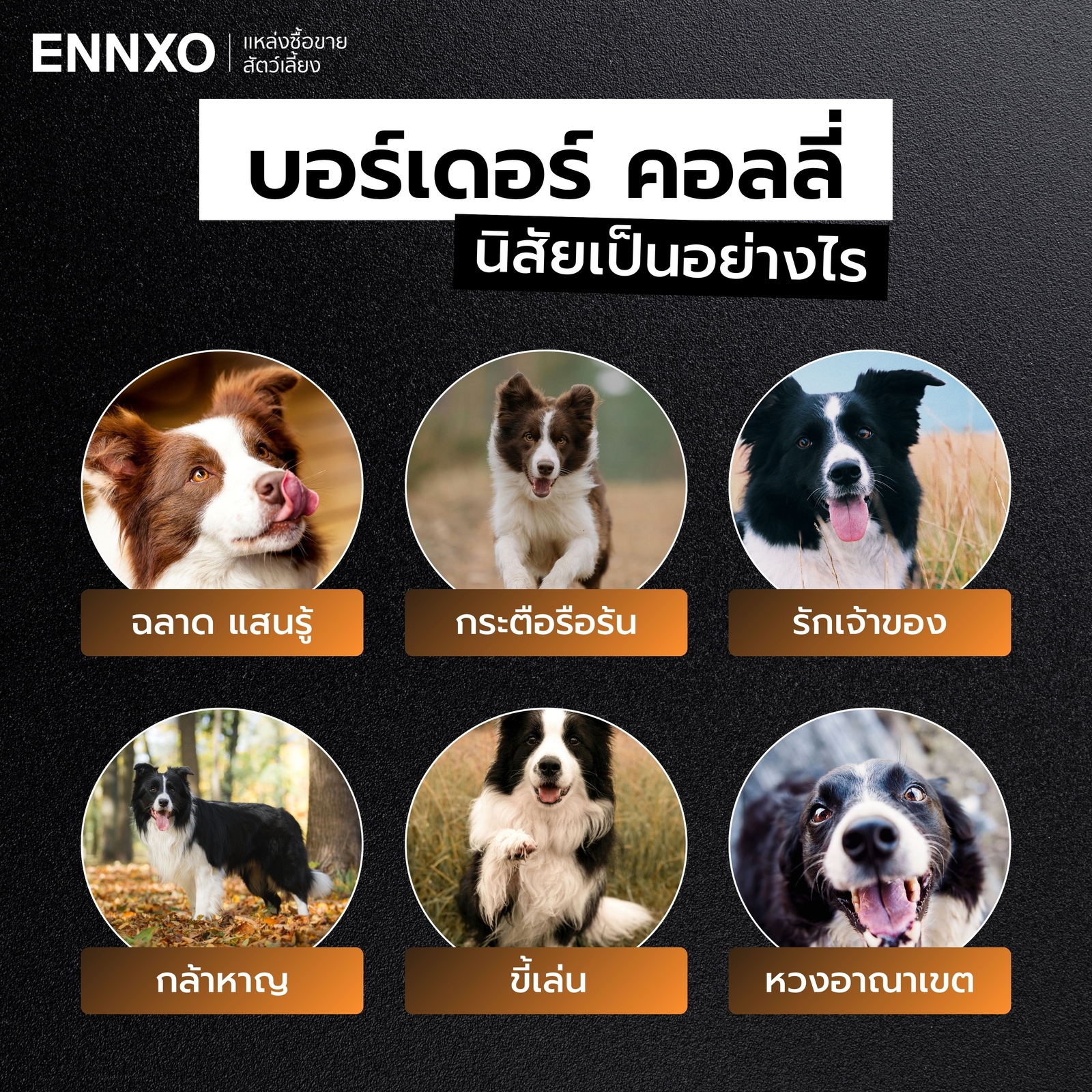 สุนัขบอร์เดอร์ คอลลี่ นิสัย