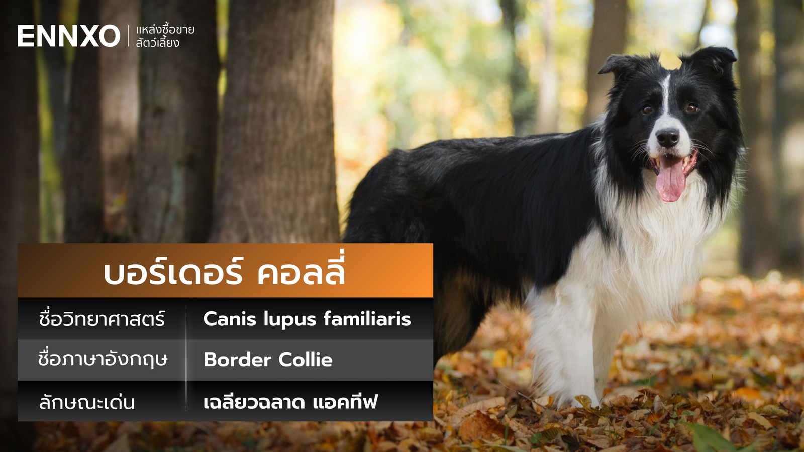 สุนัขบอร์เดอร์ คอลลี่ ภาษาอังกฤษ