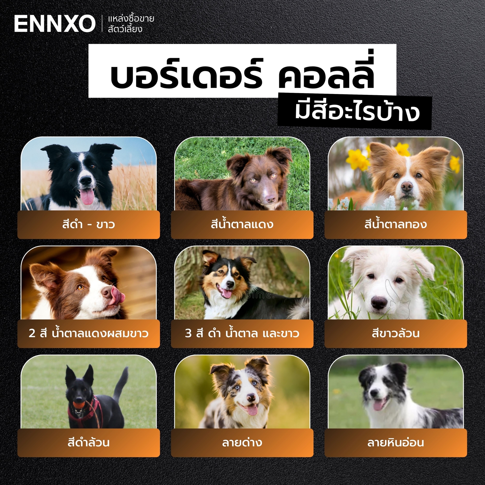 สุนัขบอร์เดอร์ คอลลี่ มีกี่สี