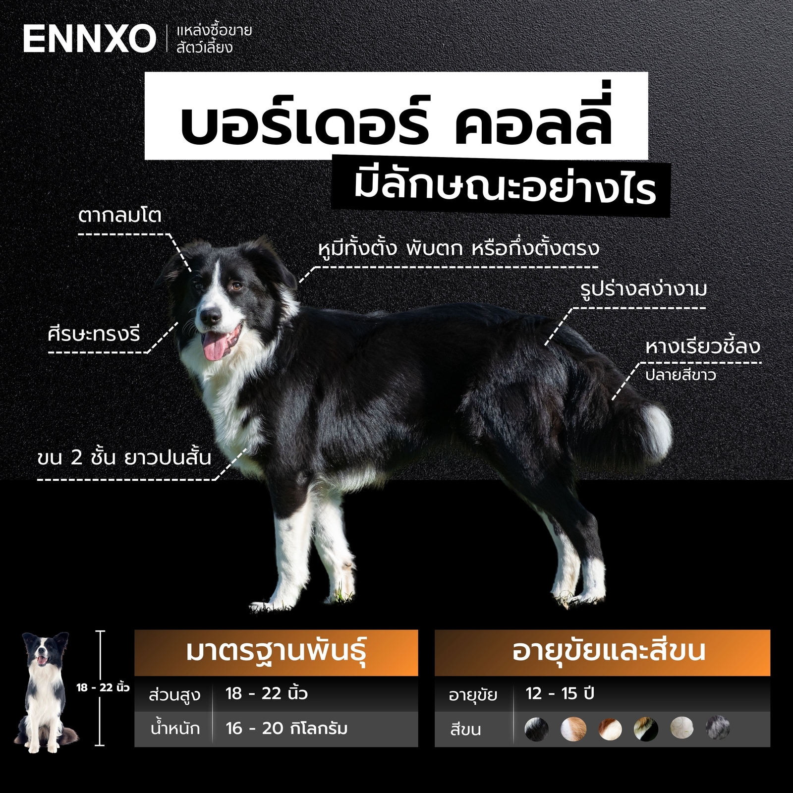 สุนัขบอร์เดอร์ คอลลี่ ลักษณะยังไง