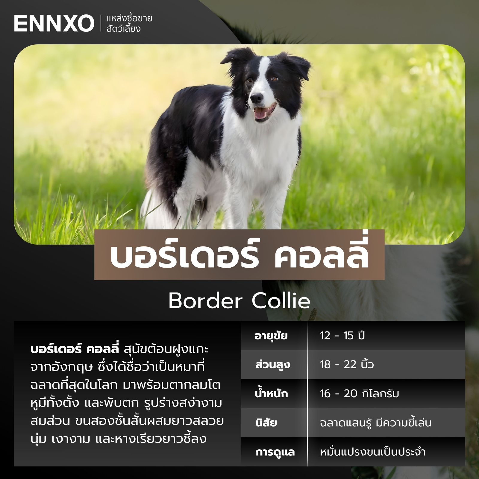สุนัขบอร์เดอร์ คอลลี่ สุนัขขนยาวตัวใหญ่