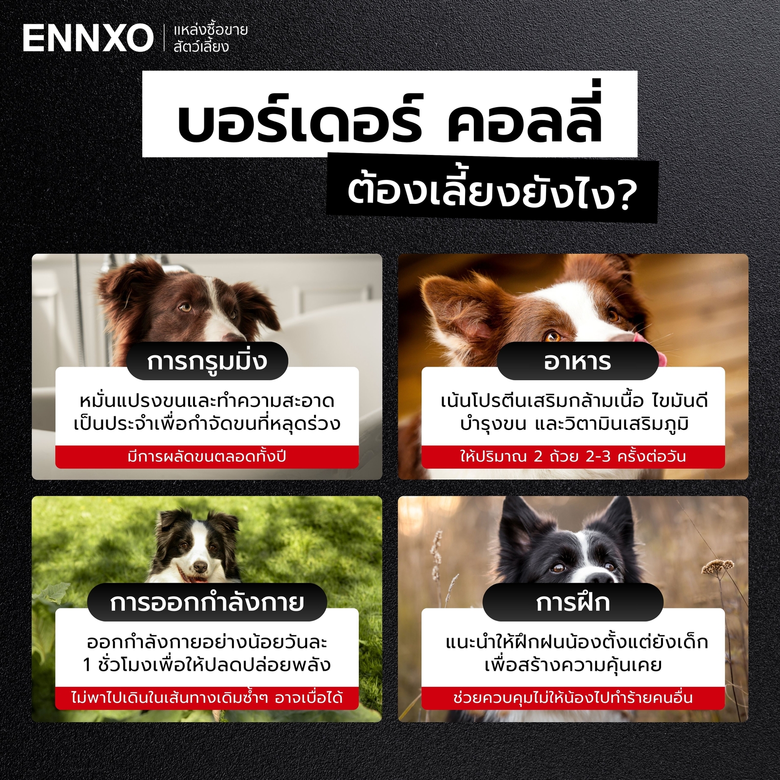 เลี้ยงสุนัขคอลลี่ยากไหม