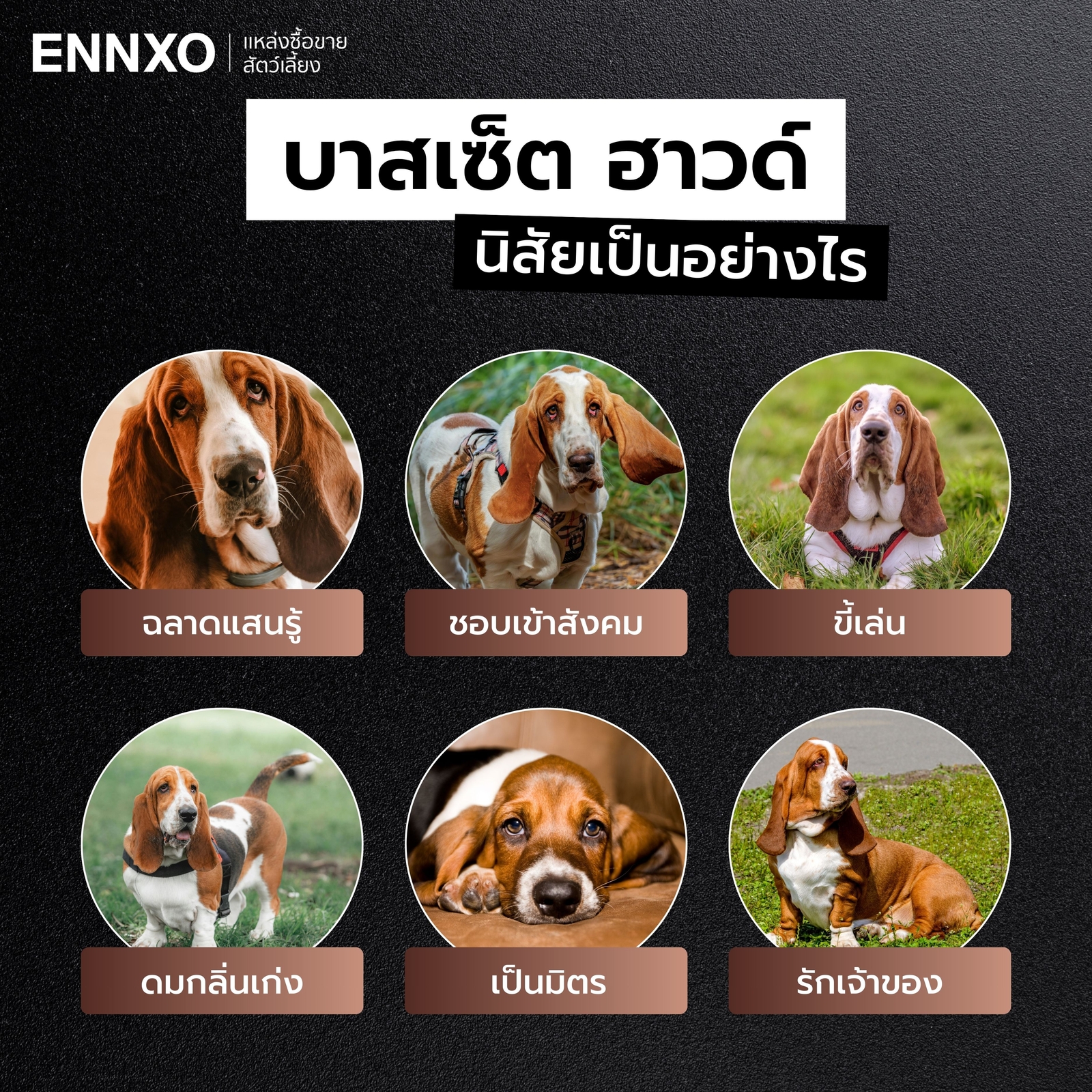 สุนัขบาสเซ็ต ฮาวด์ นิสัย