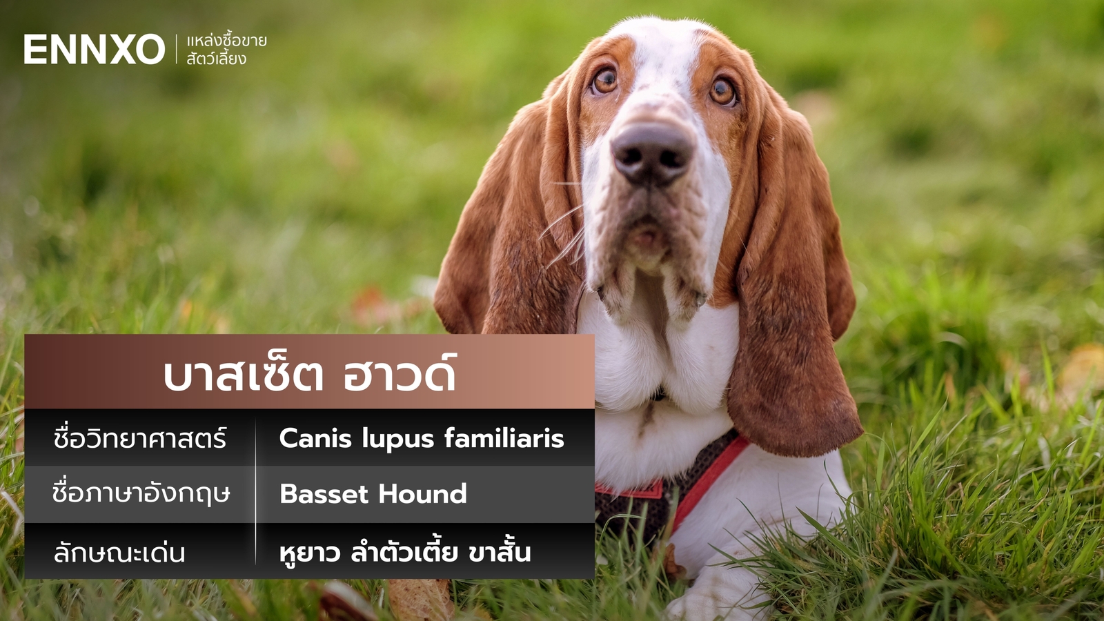 สุนัขบาสเซ็ต ฮาวด์ ภาษาอังกฤษ