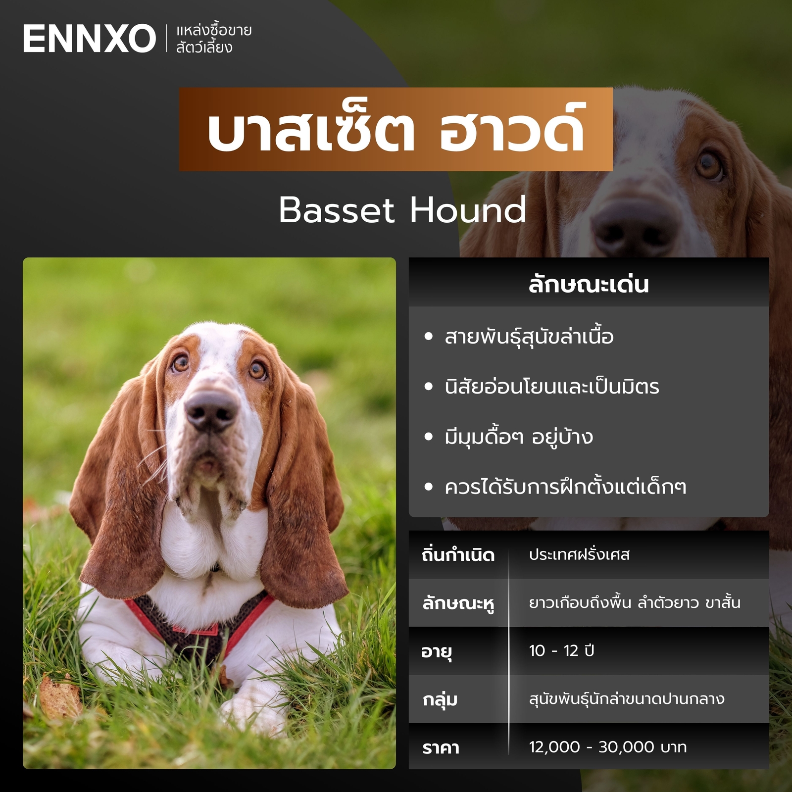 บาสเซ็ต ฮาวด์ สุนัขพันธุ์หูยาว