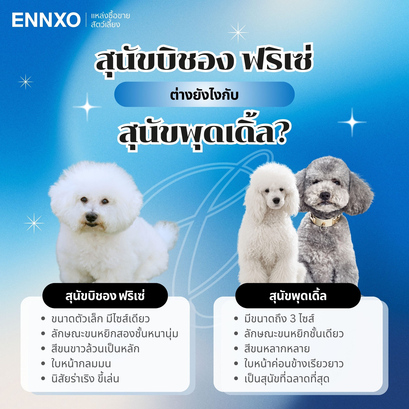 บิชอง-กับ-พุดเดิ้ล-ต่างกันยังไง