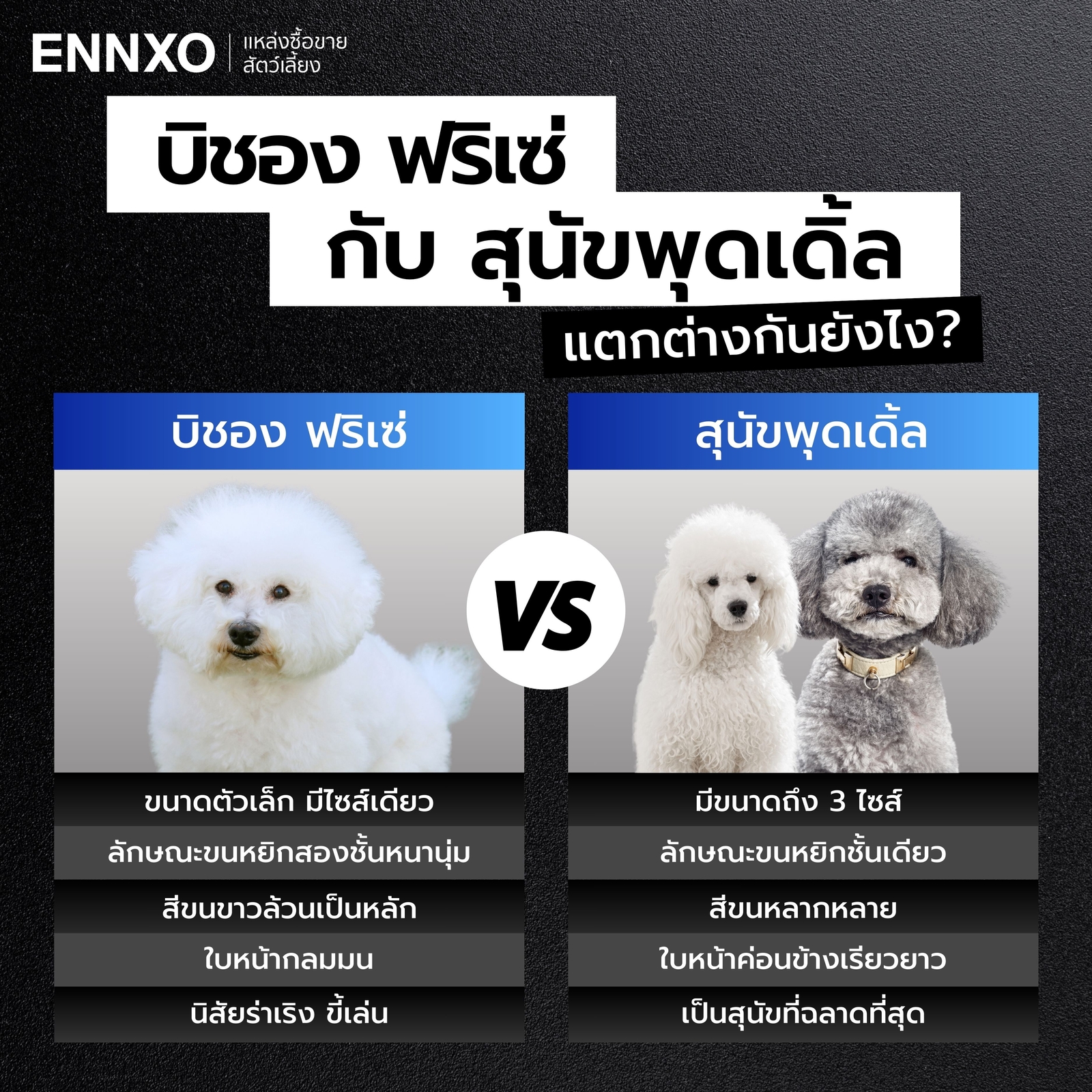 บิชอง-ฟริเซ่-กับ-พุดเดิ้ล-ต่างกันยังไง