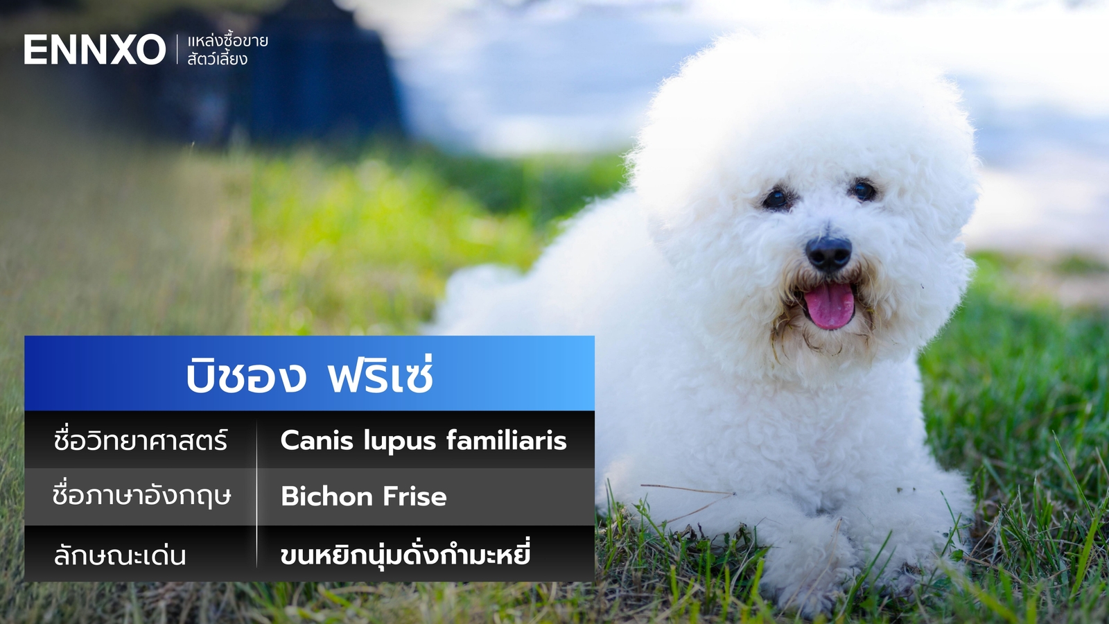 บิชอง-ฟริเซ่-ชื่อภาษาอังกฤษ