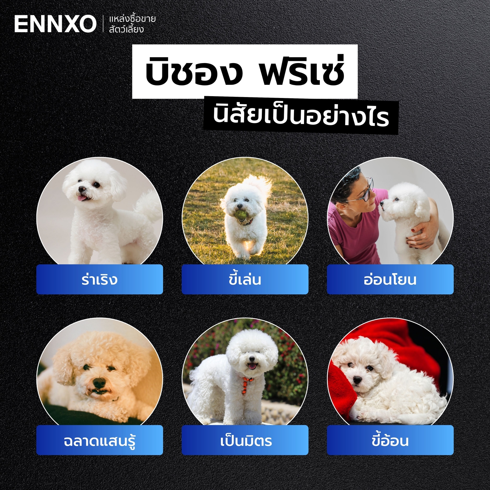 บิชอง-ฟริเซ่-นิสัยดื้อไหม