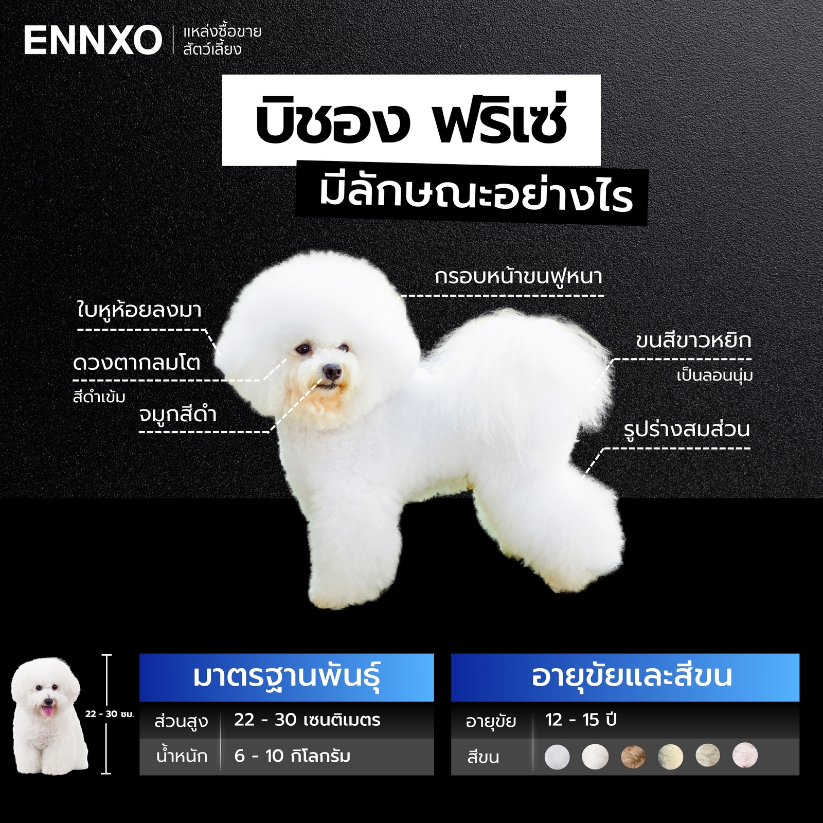 บิชอง-ฟริเซ่-ลักษณะแท้ดูยังไง