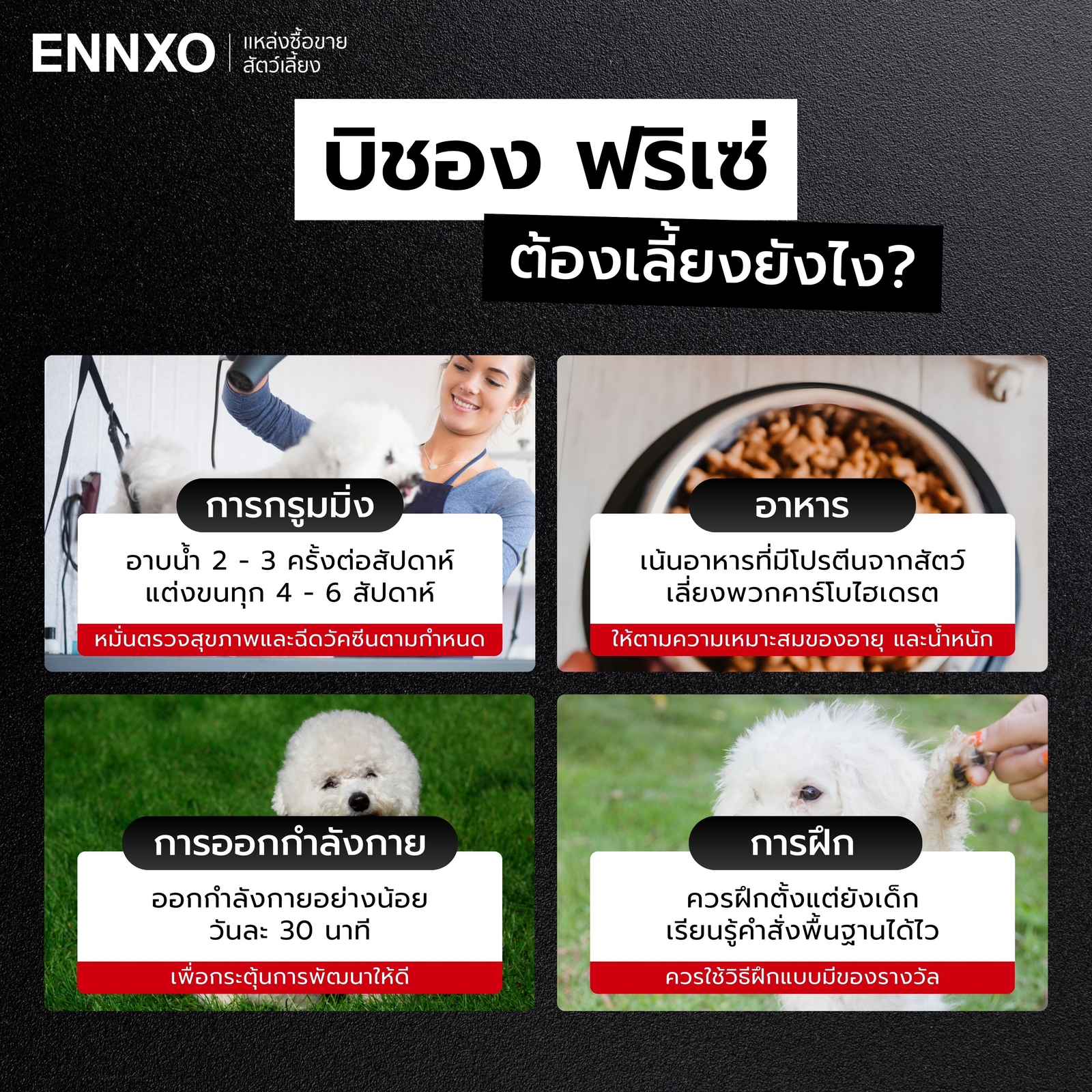 บิชอง-ฟริเซ่-เลี้ยงยากไหม