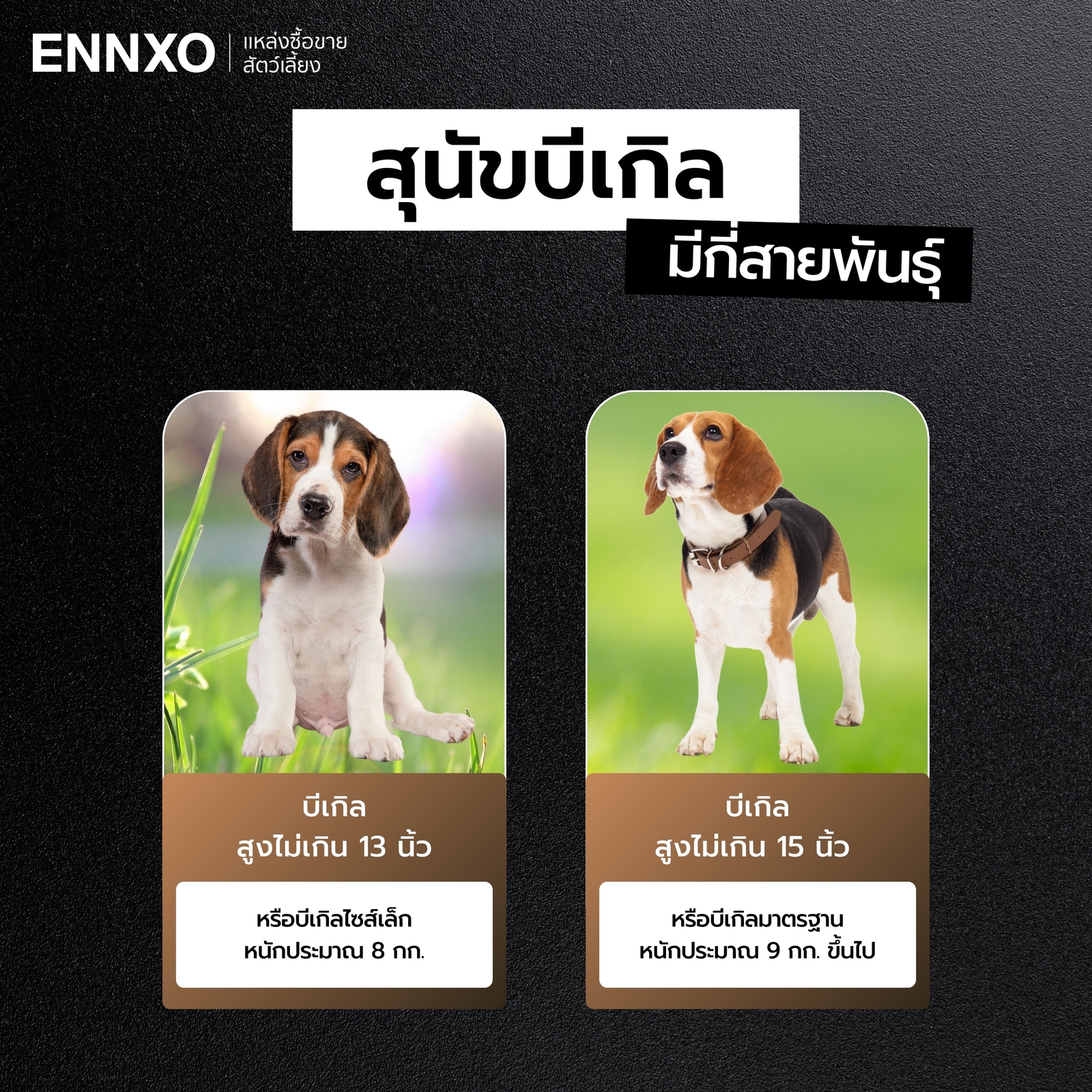 สุนัขบีเกิ้ลมีกี่สายพันธุ์