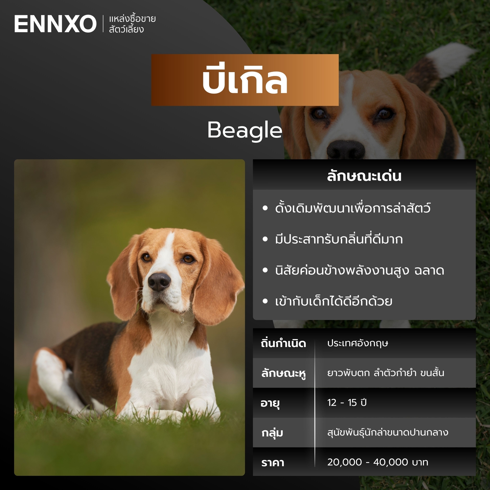 บีเกิล สุนัขพันธุ์หูยาว