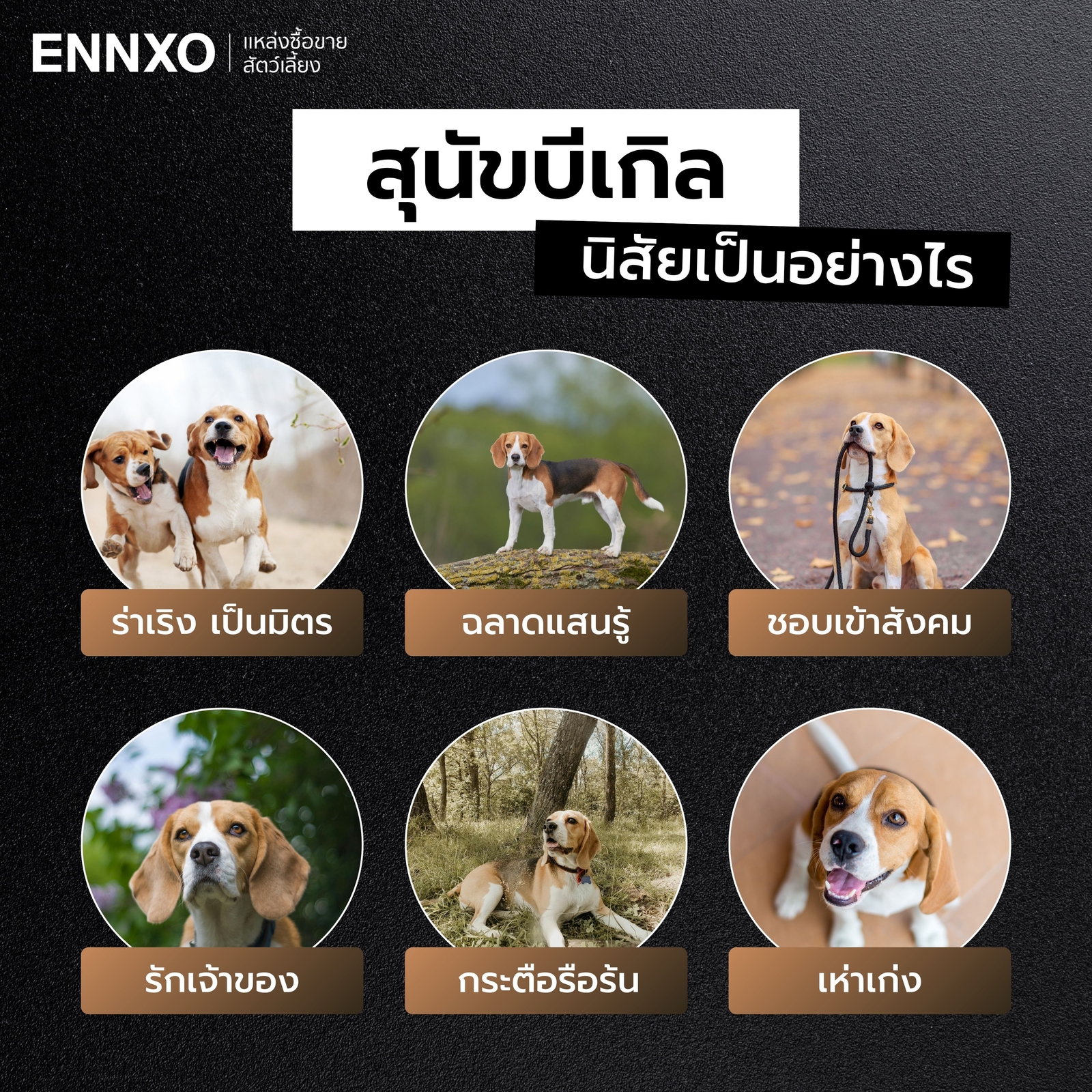 สุนัขบีเกิ้ล นิสัยเป็นยังไง