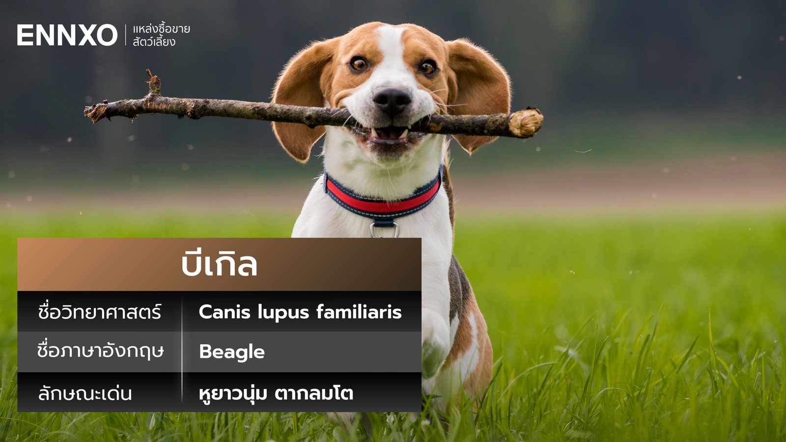 สุนัขบีเกิ้ล ภาษาอังกฤษ