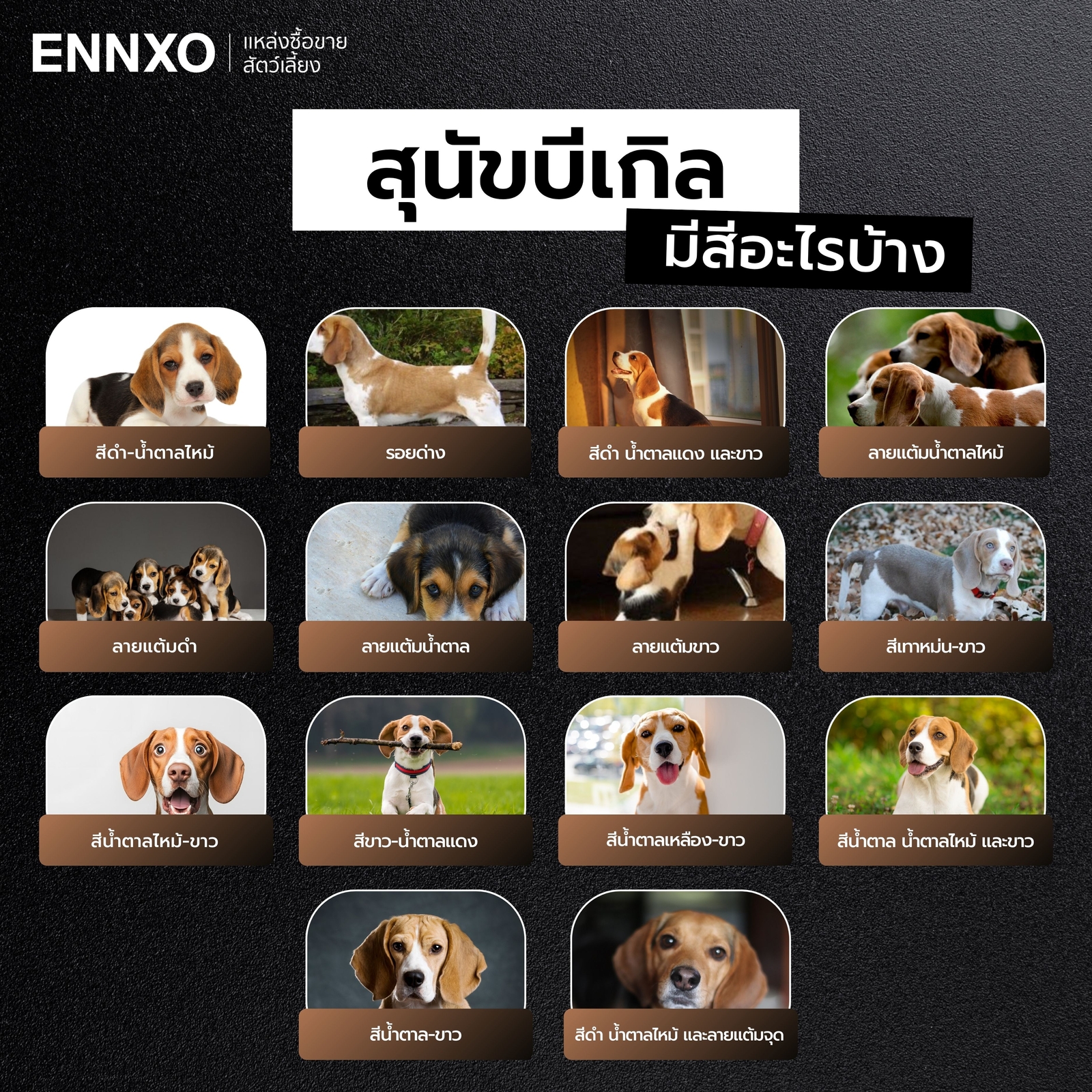 สุนัขบีเกิ้ล มีกี่สี