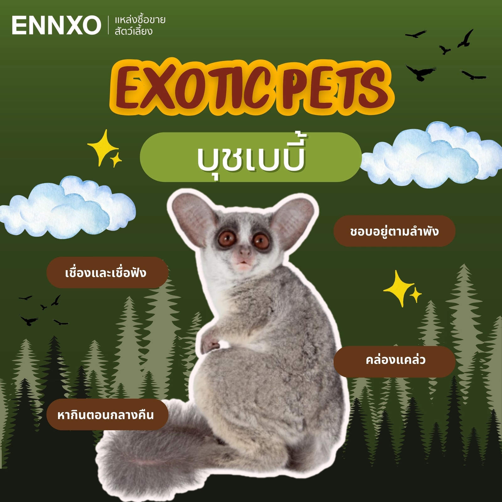 บุชเบบี้ Bush baby เลี้ยงได้ สัตว์ Exotic