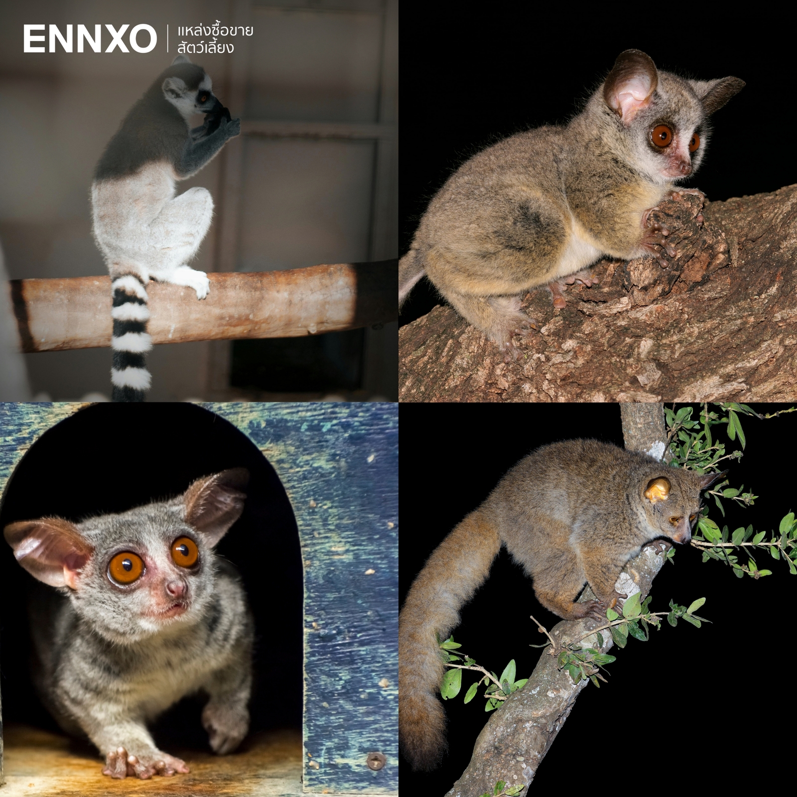 รูปบุชเบบี้