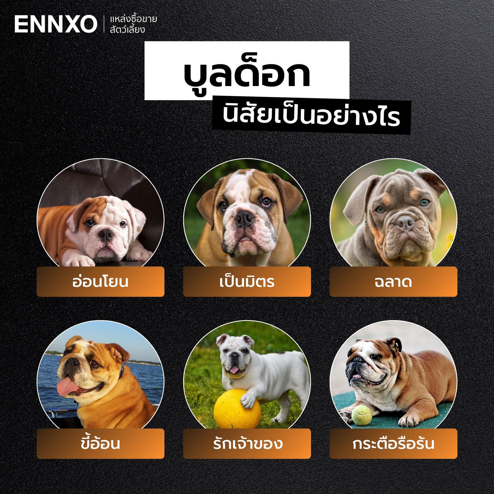 บูลด็อก นิสัย