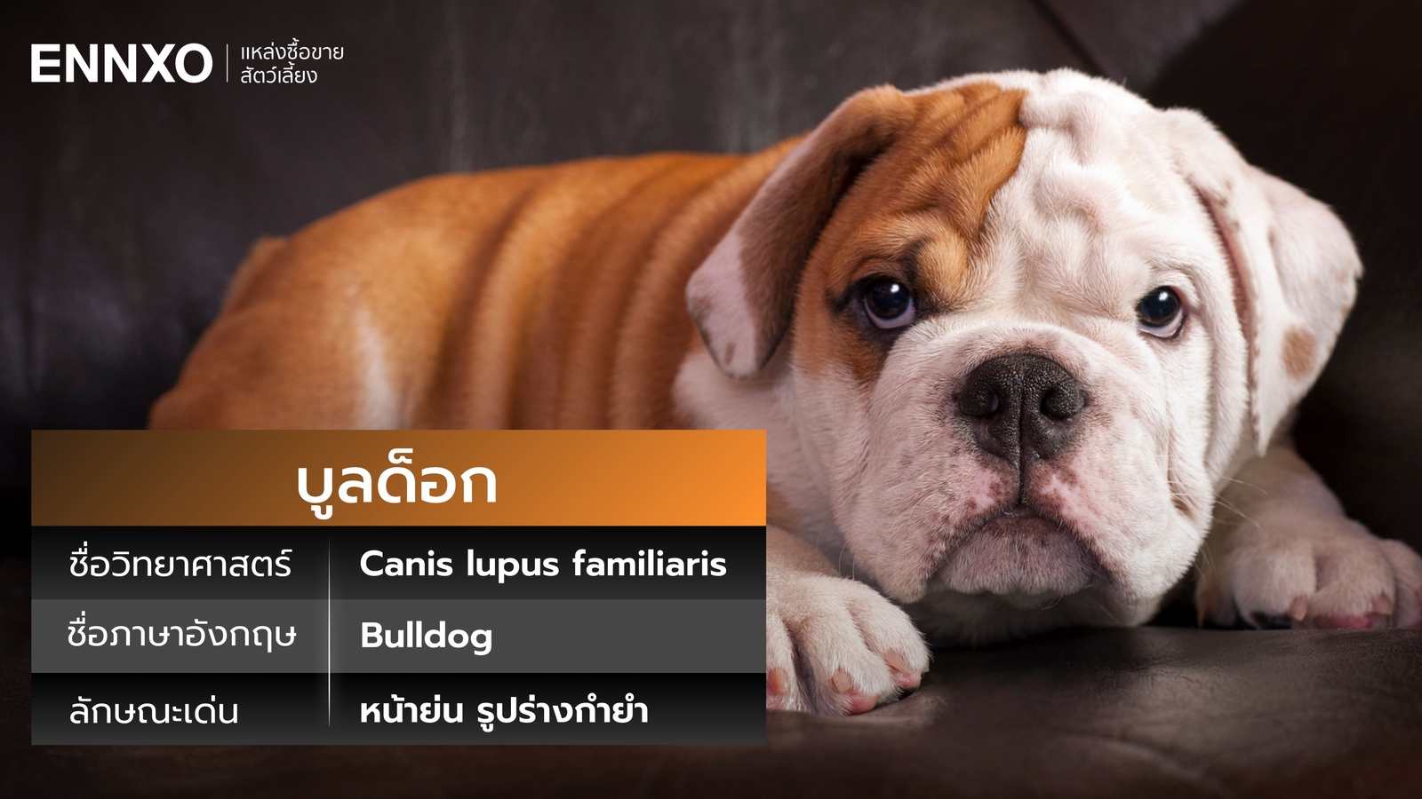 สุนัขบูลด็อก ภาษาอังกฤษ