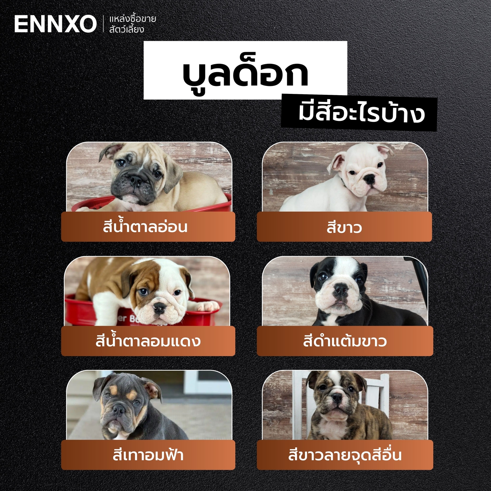 บูลด็อก มีกี่สี