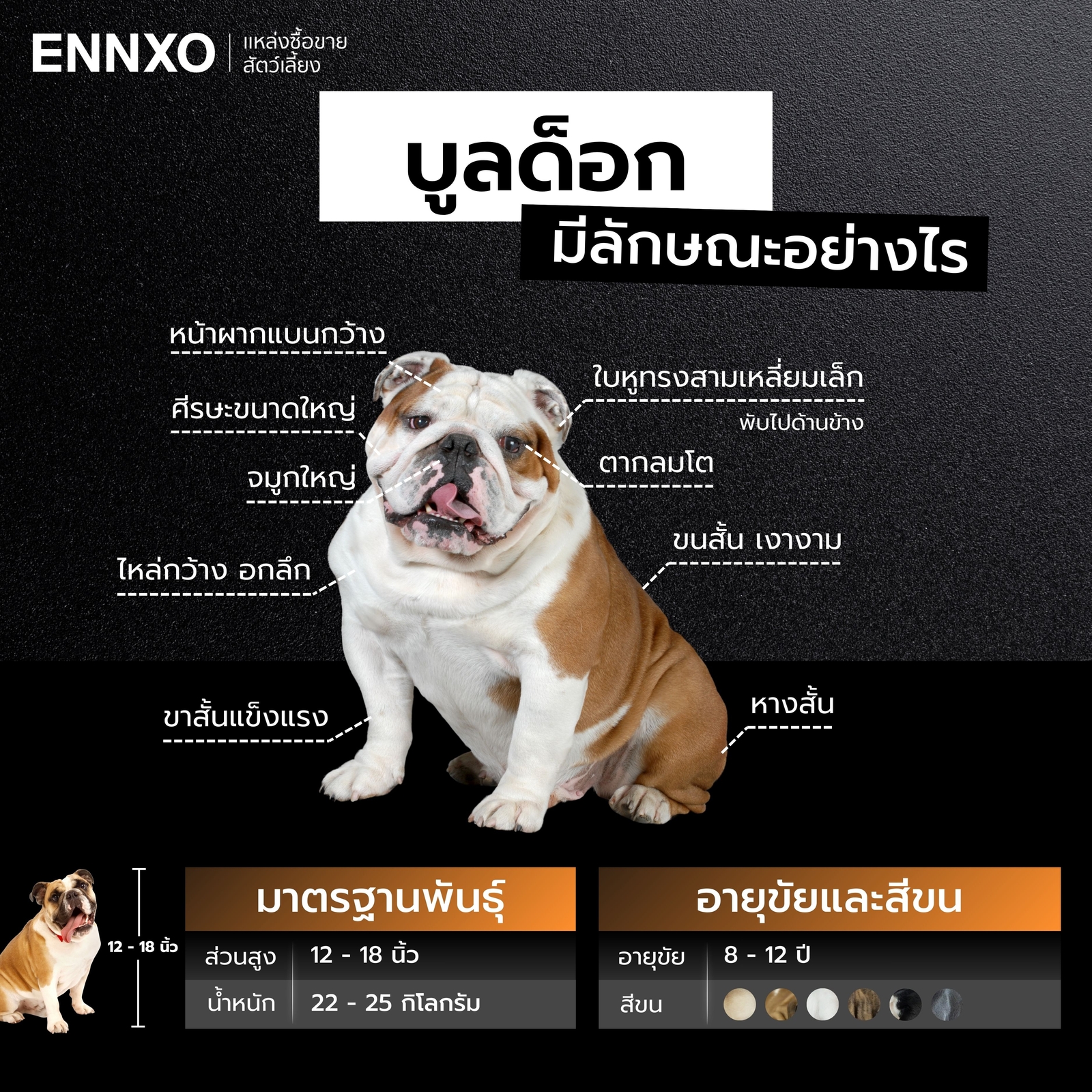 บูลด็อก ลักษณะ