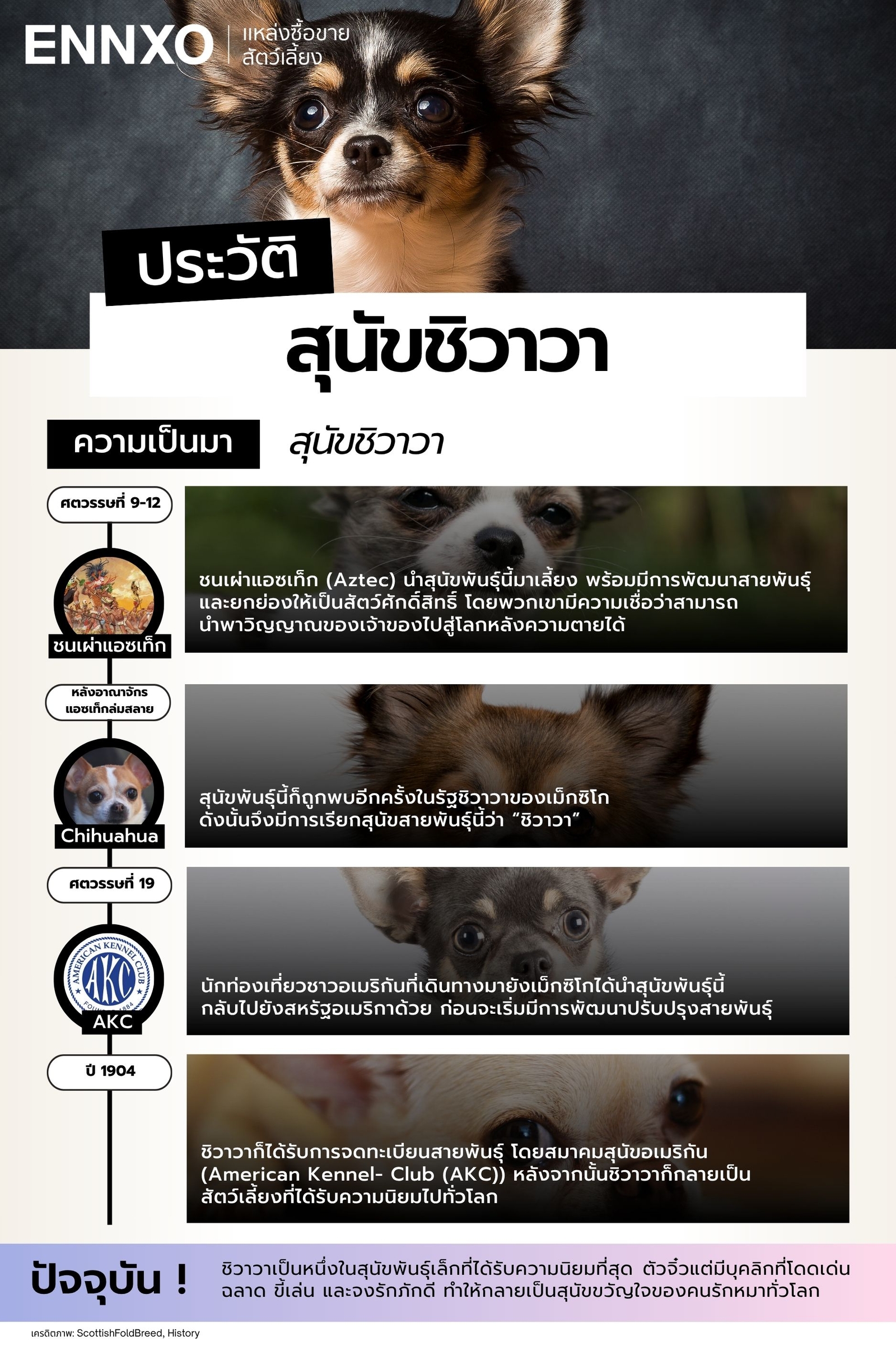 ความเป็นมาของชิวาวา