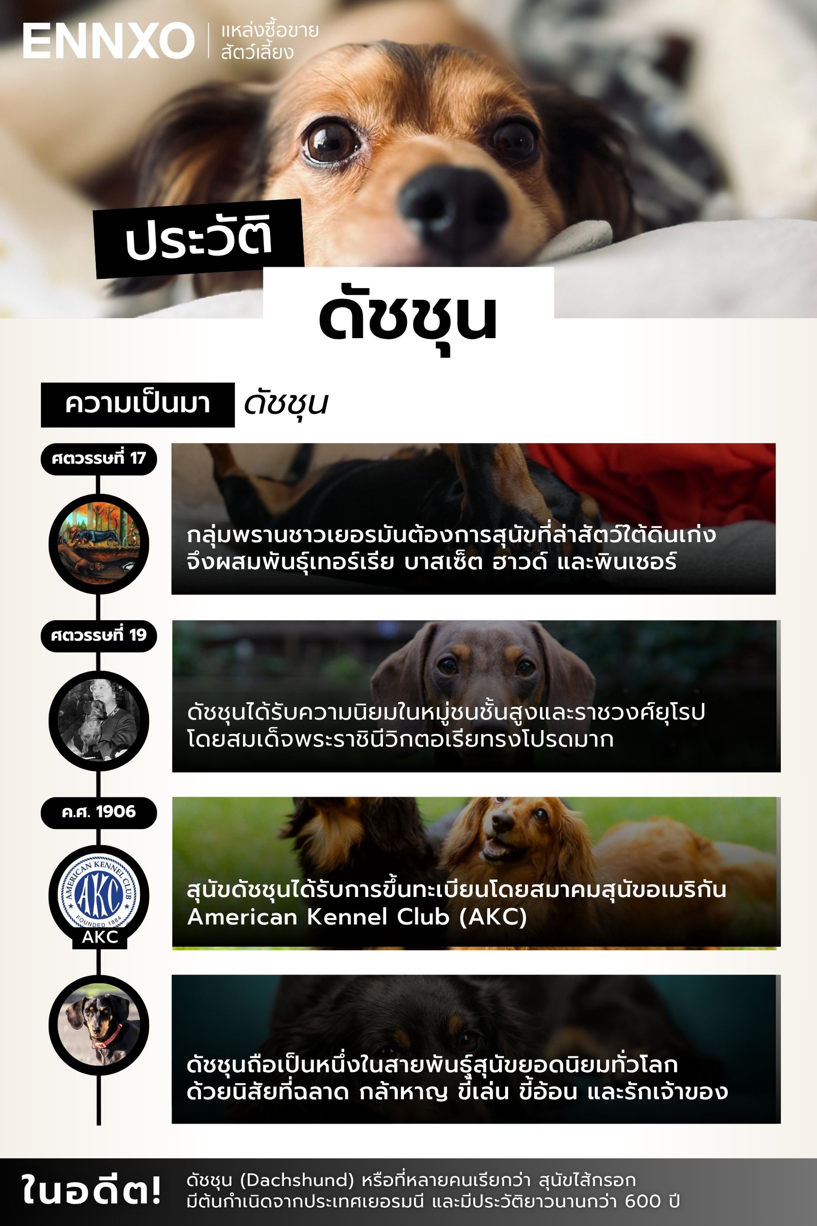 ดัชชุน ประวัติความเป็นมา