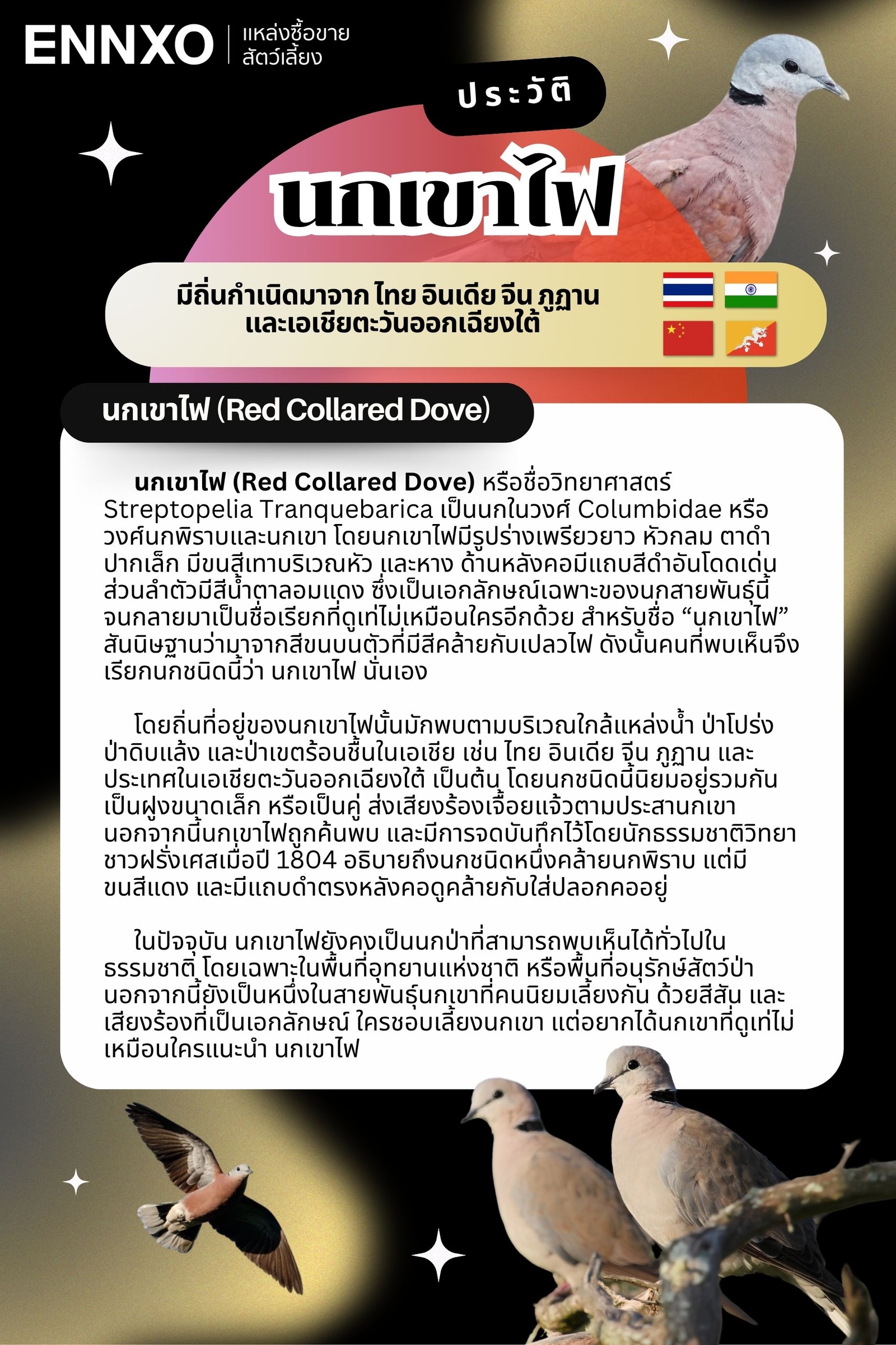 นกเขาไฟ ประวัติ