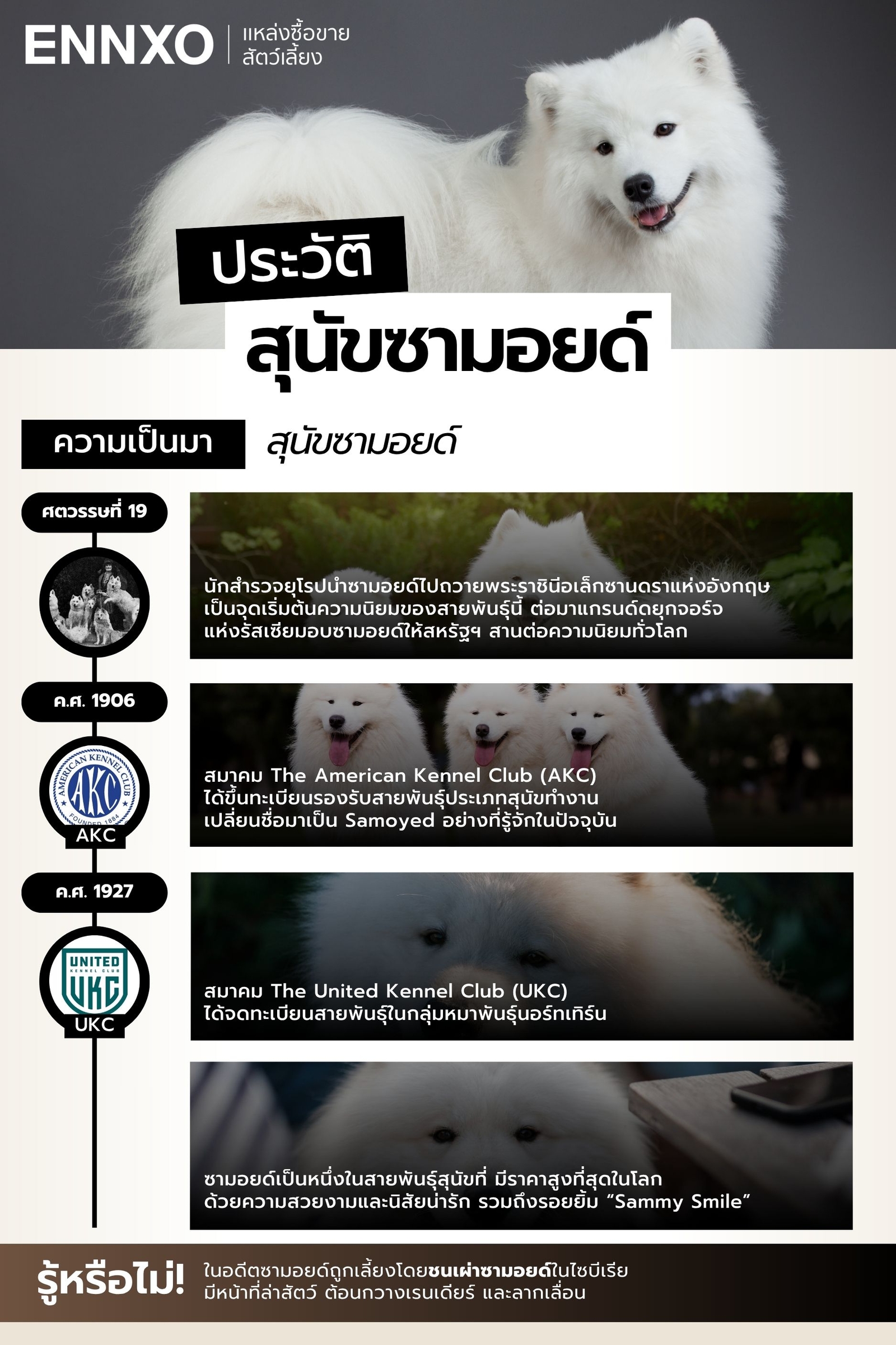 ประวัติ-สุนัขซามอยด์-มาจากไหน