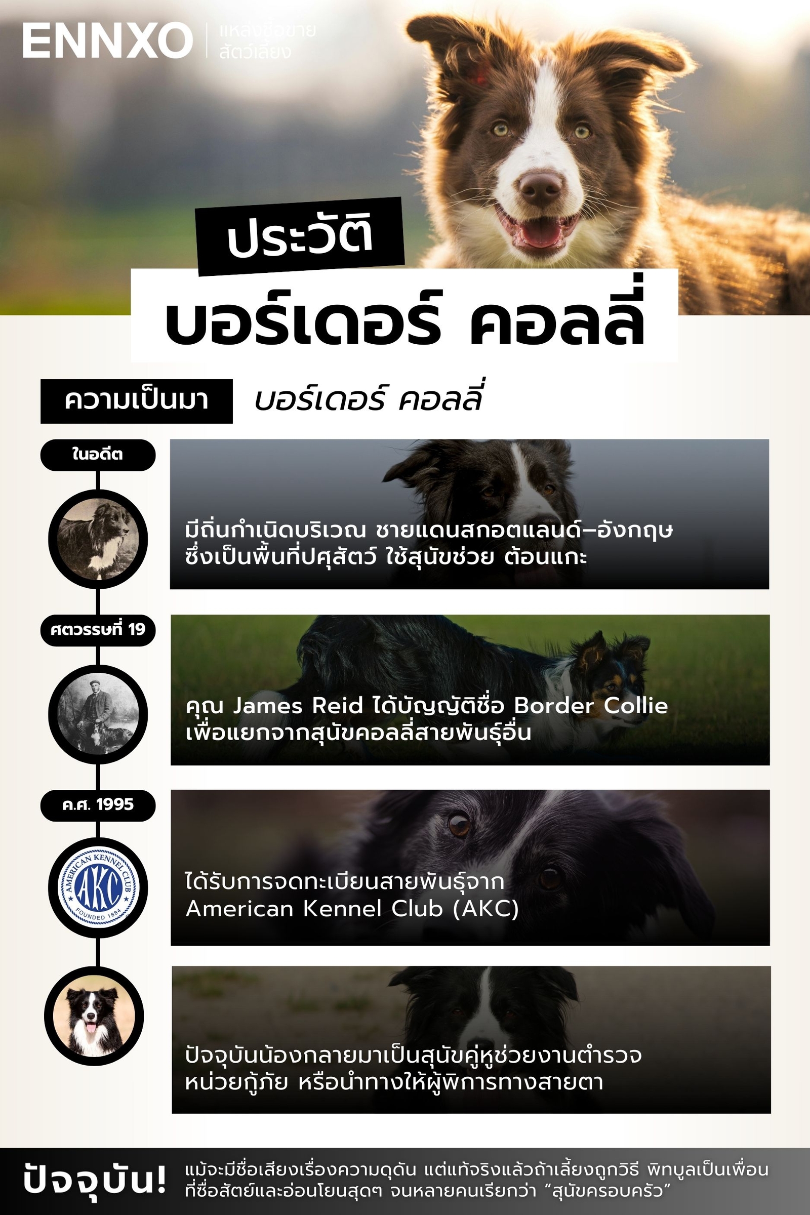 บอร์เดอร์ คอลลี่ ประวัติ