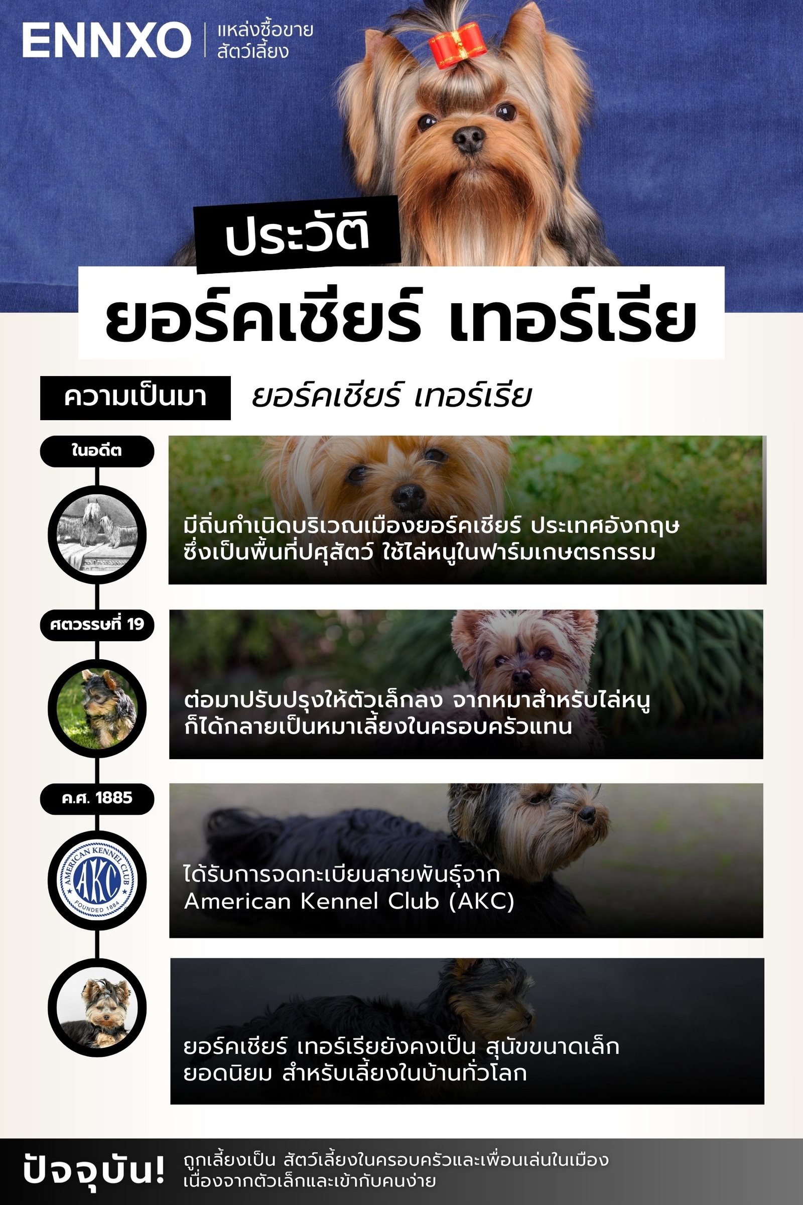 ประวัติ สุนัขยอร์คเชียร์ เทอร์เรีย