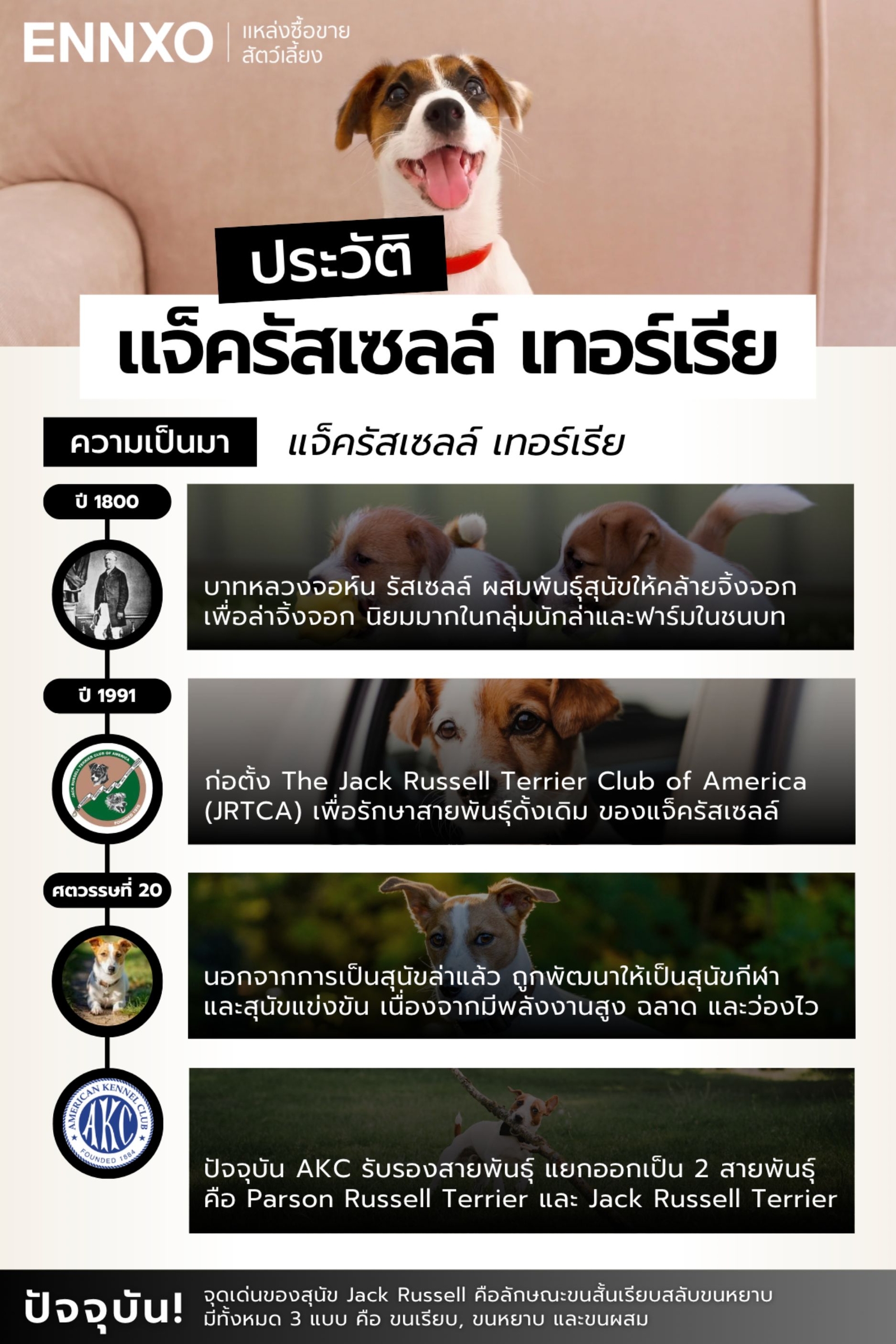 ประวัติ-สุนัขแจ็ครัสเซลล์-เทอร์เรีย