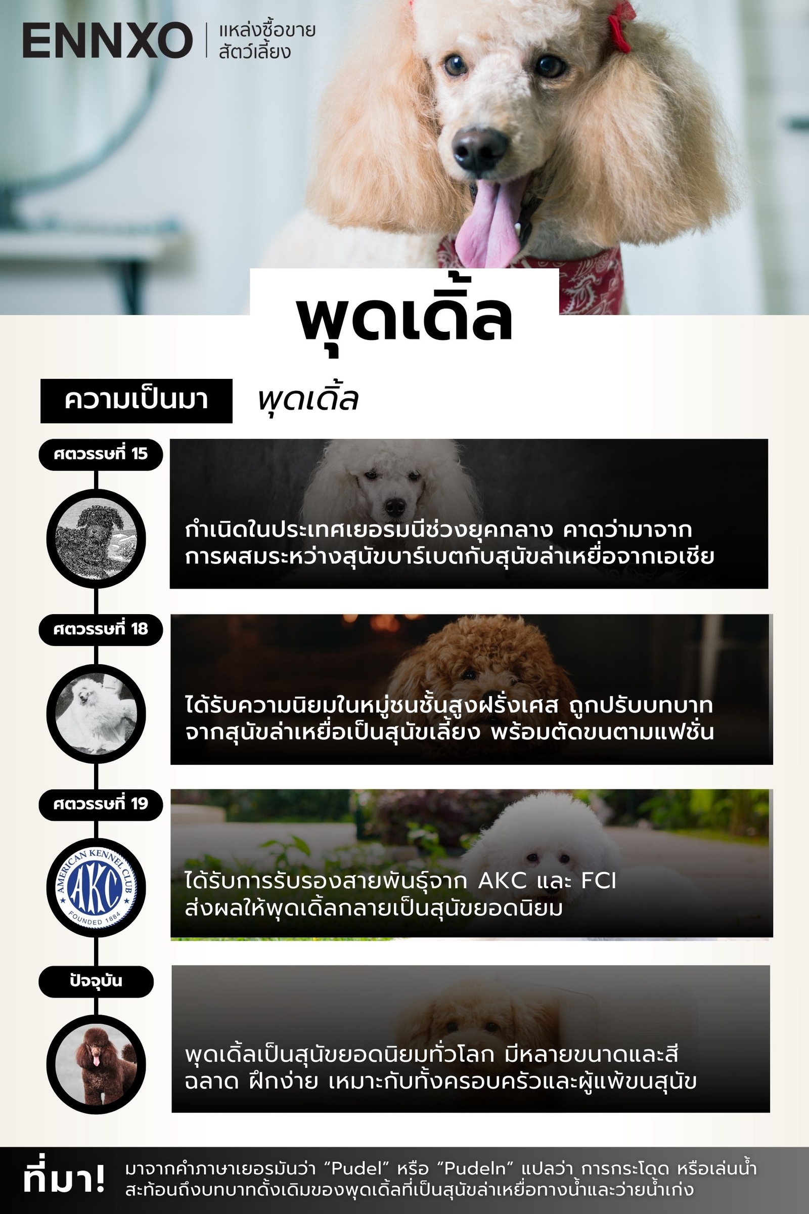 ประวัติ-หมาพุดเดิ้ล
