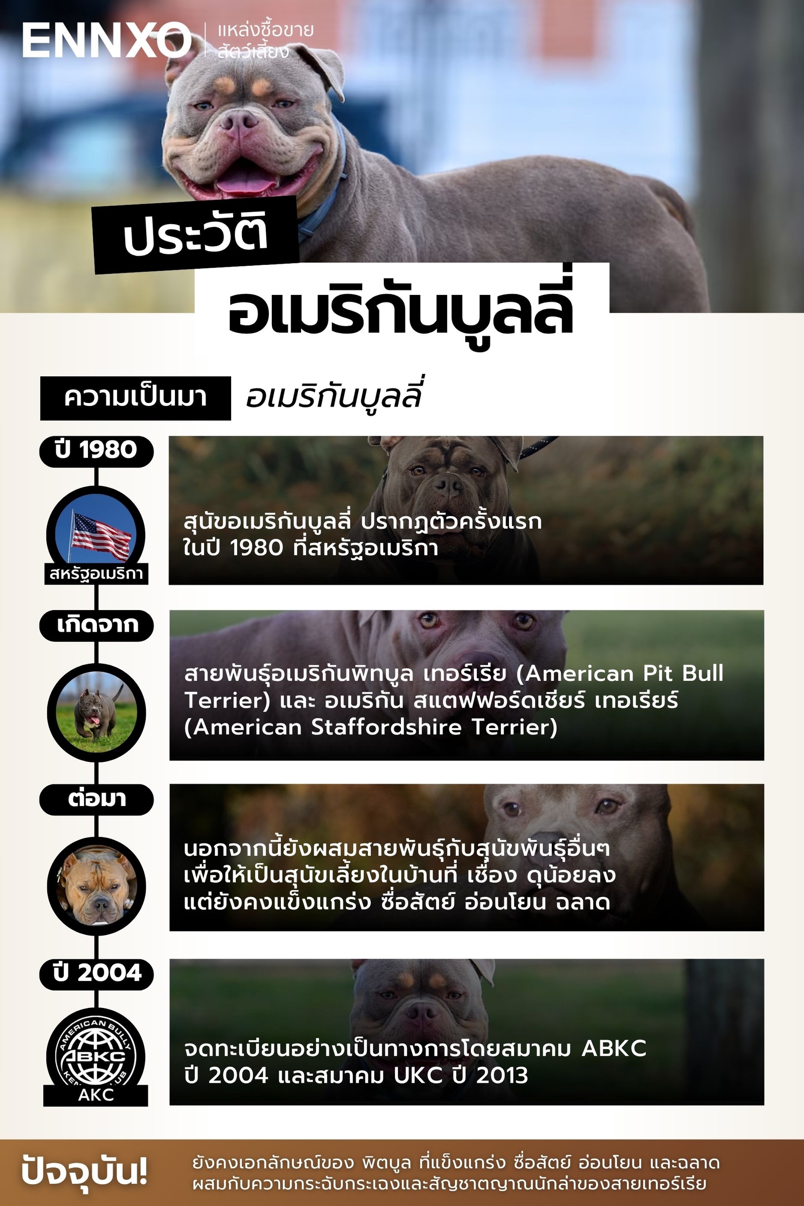 ประวัติ อเมริกันบูลลี่ ต้นกำเนิดมาจากพันธุ์อะไร