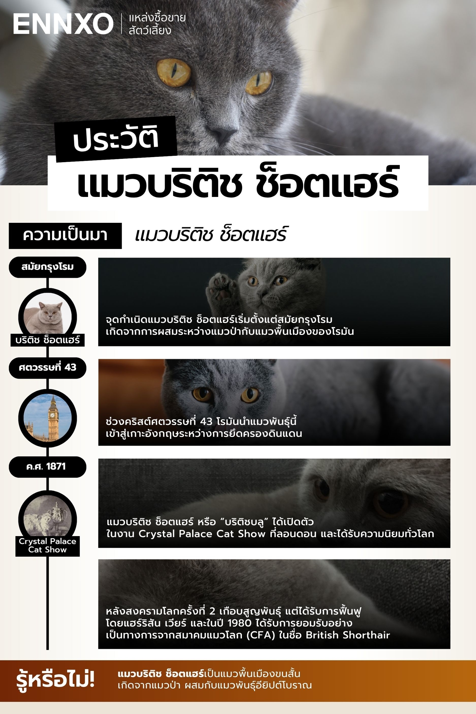 ประวัติ-แมวบริติช-ช็อตแฮร์-มาจากไหน