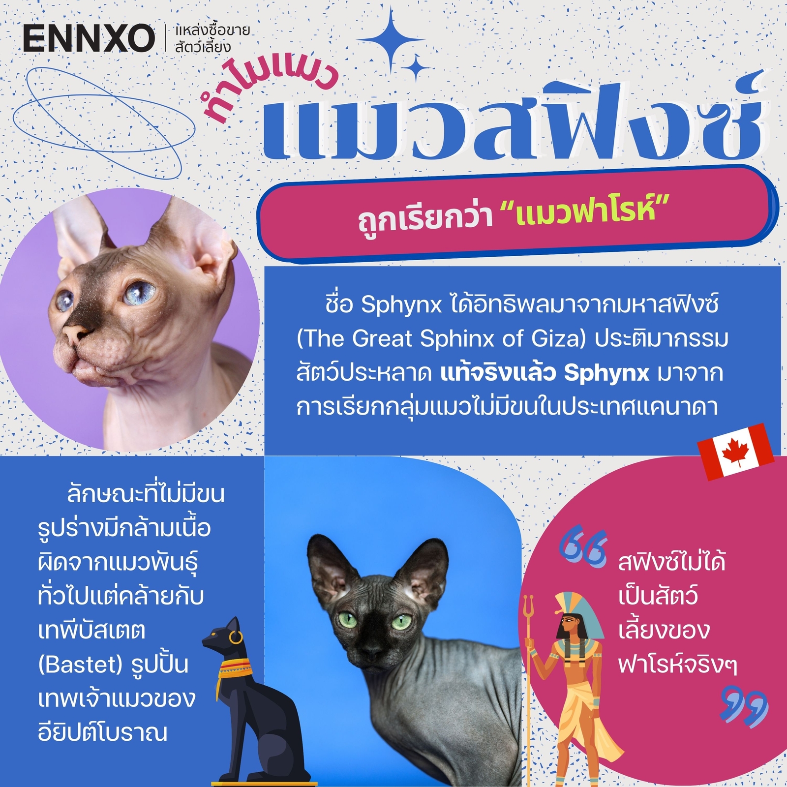 ประวัติแมวสฟิงซ์เกิดจากอะไร