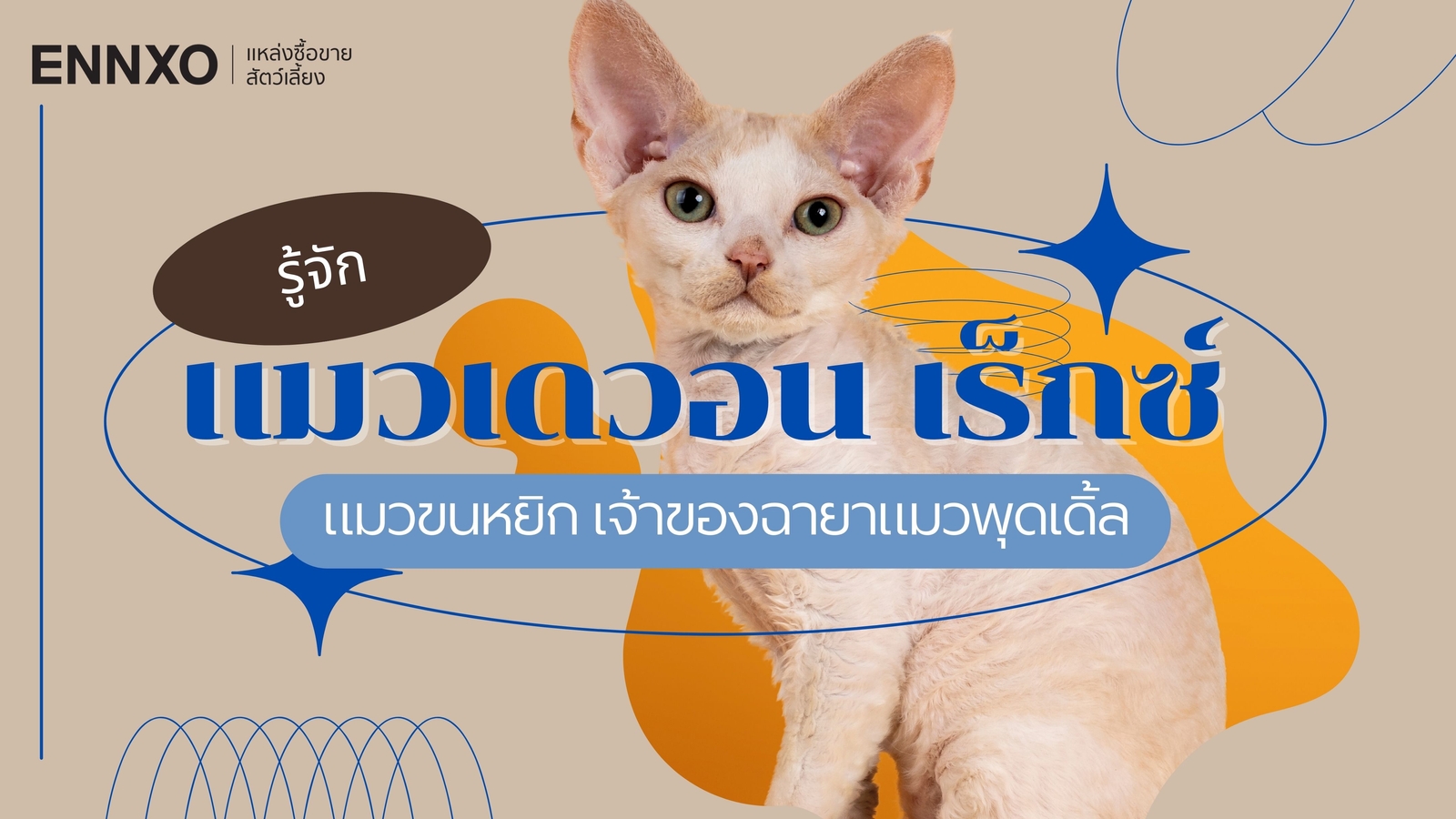 ประวัติ แมวเดวอน เร็กซ์ (Devon Rex) นิสัยยังไง เลี้ยงยากไหม?