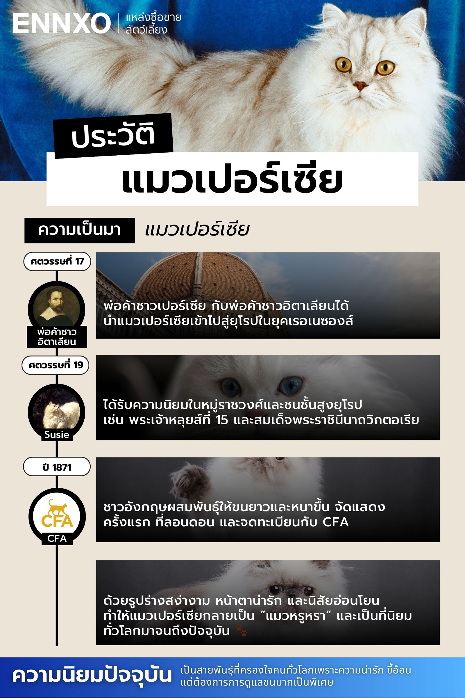 แมวเปอร์เซีย ประวัติ