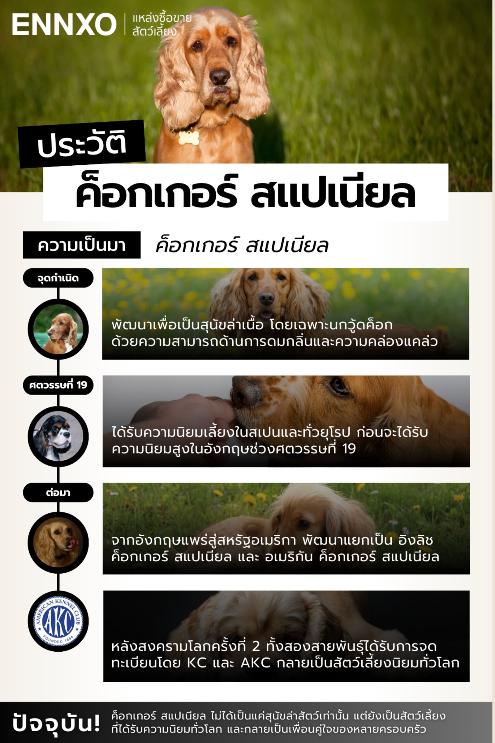 สุนัขค็อกเกอร์ สแปเนียล ประวัติ