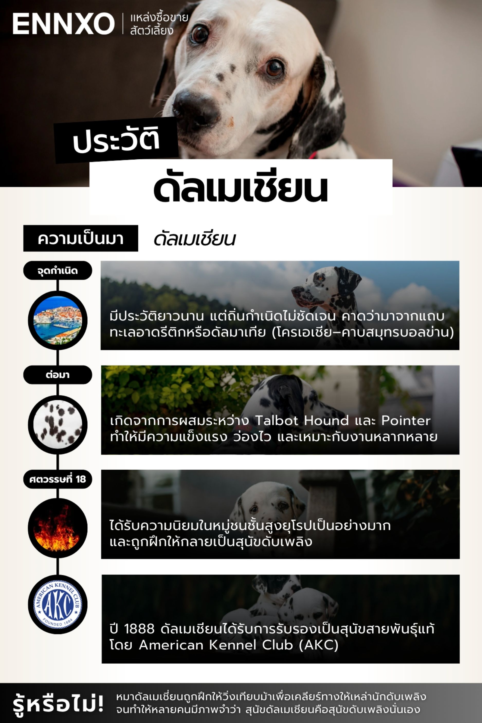 สุนัขดัลเมเชียน ประวัติ