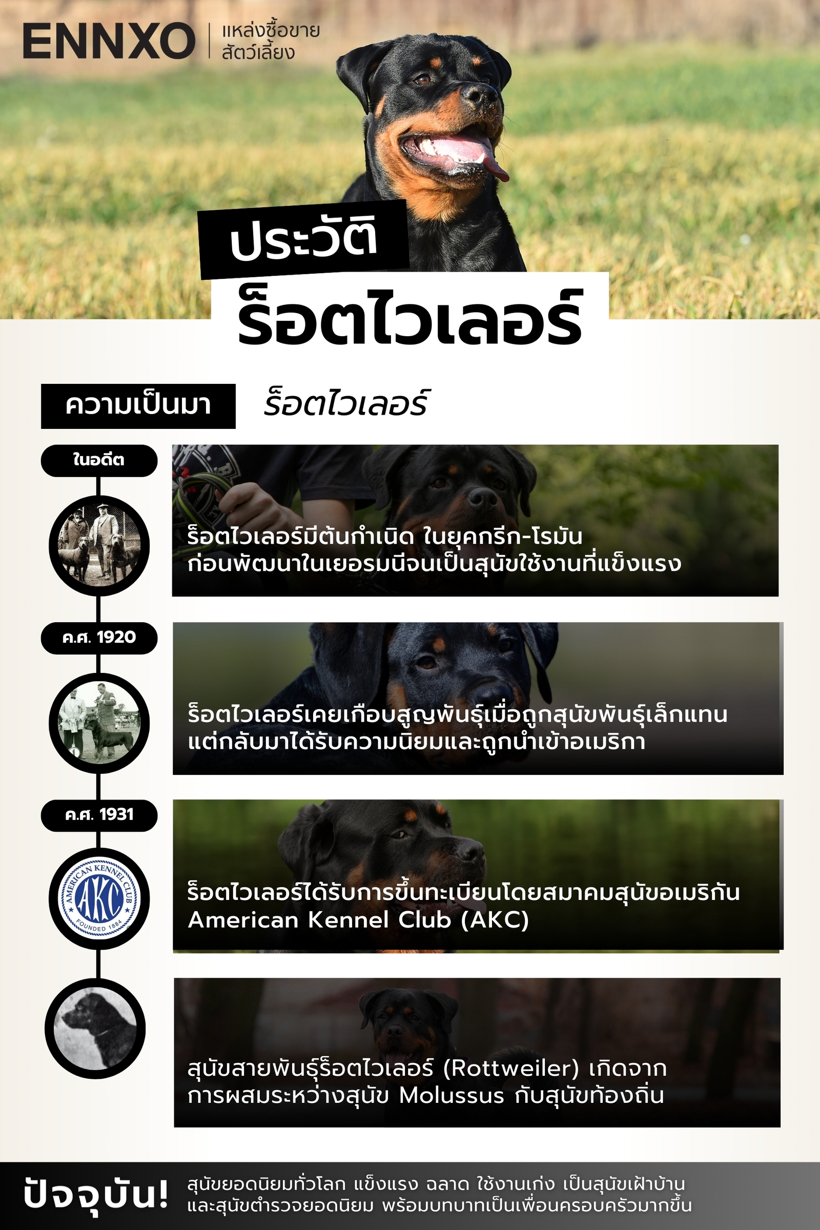 สุนัขร็อตไวเลอร์ ประวัติความเป็นมา