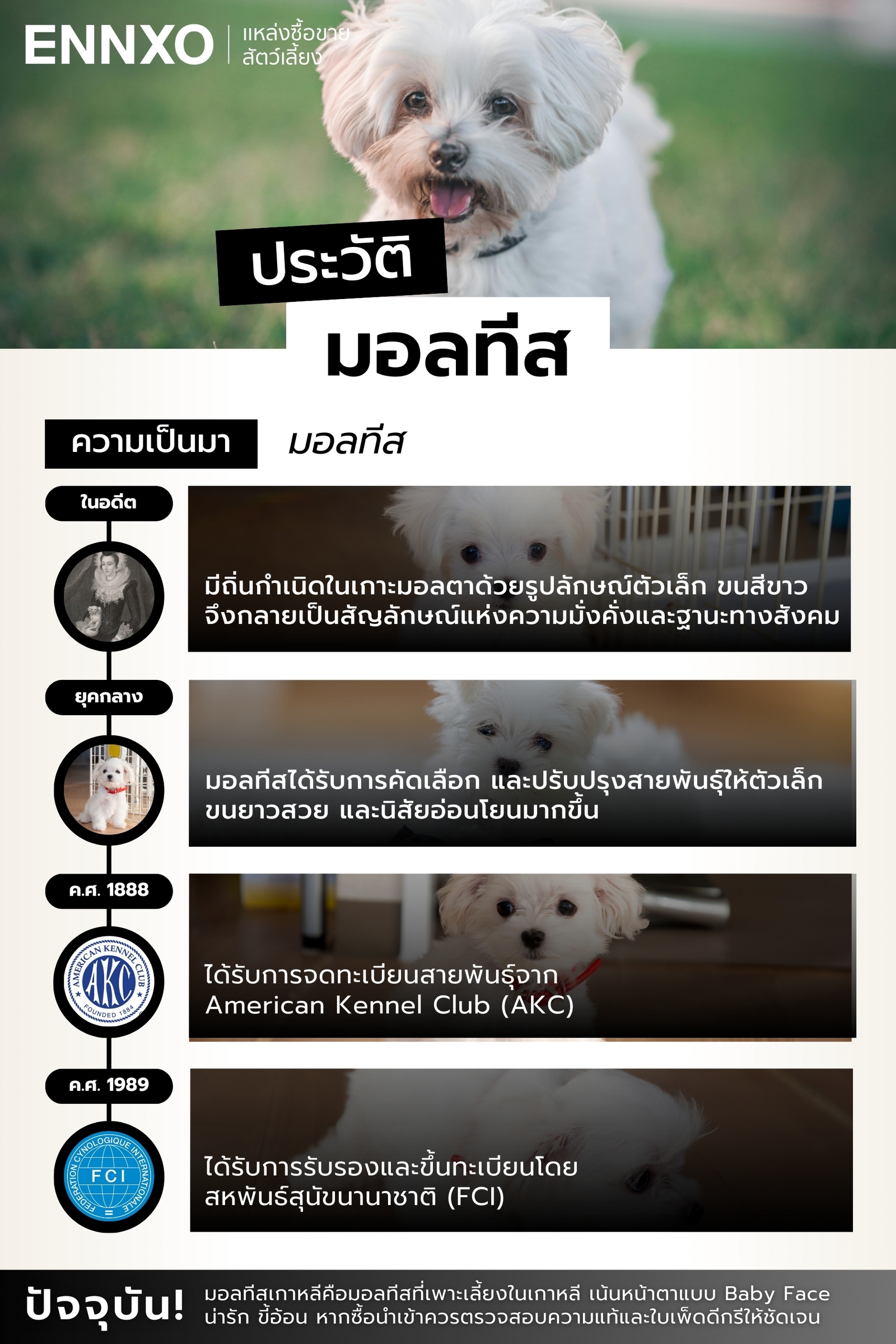 สุนัขมอลทีส มาจากไหน