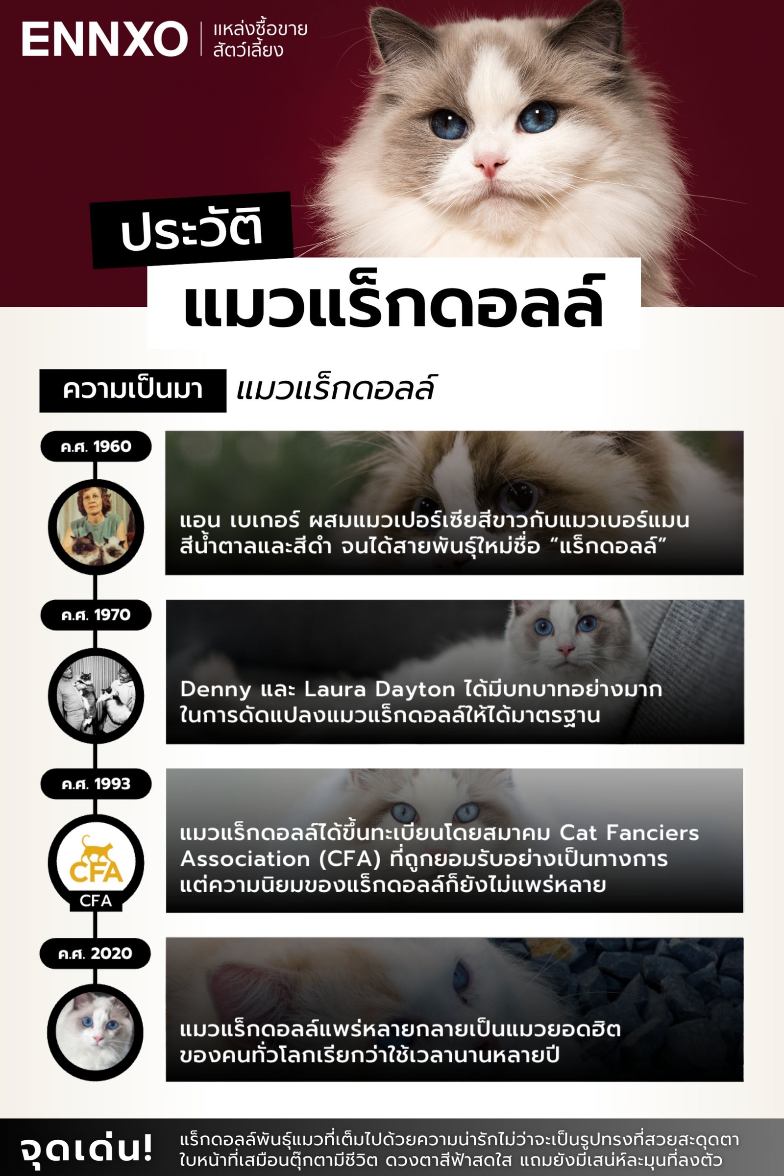 ประวัติของแมวแร็กดอล-เป็นอย่างไร