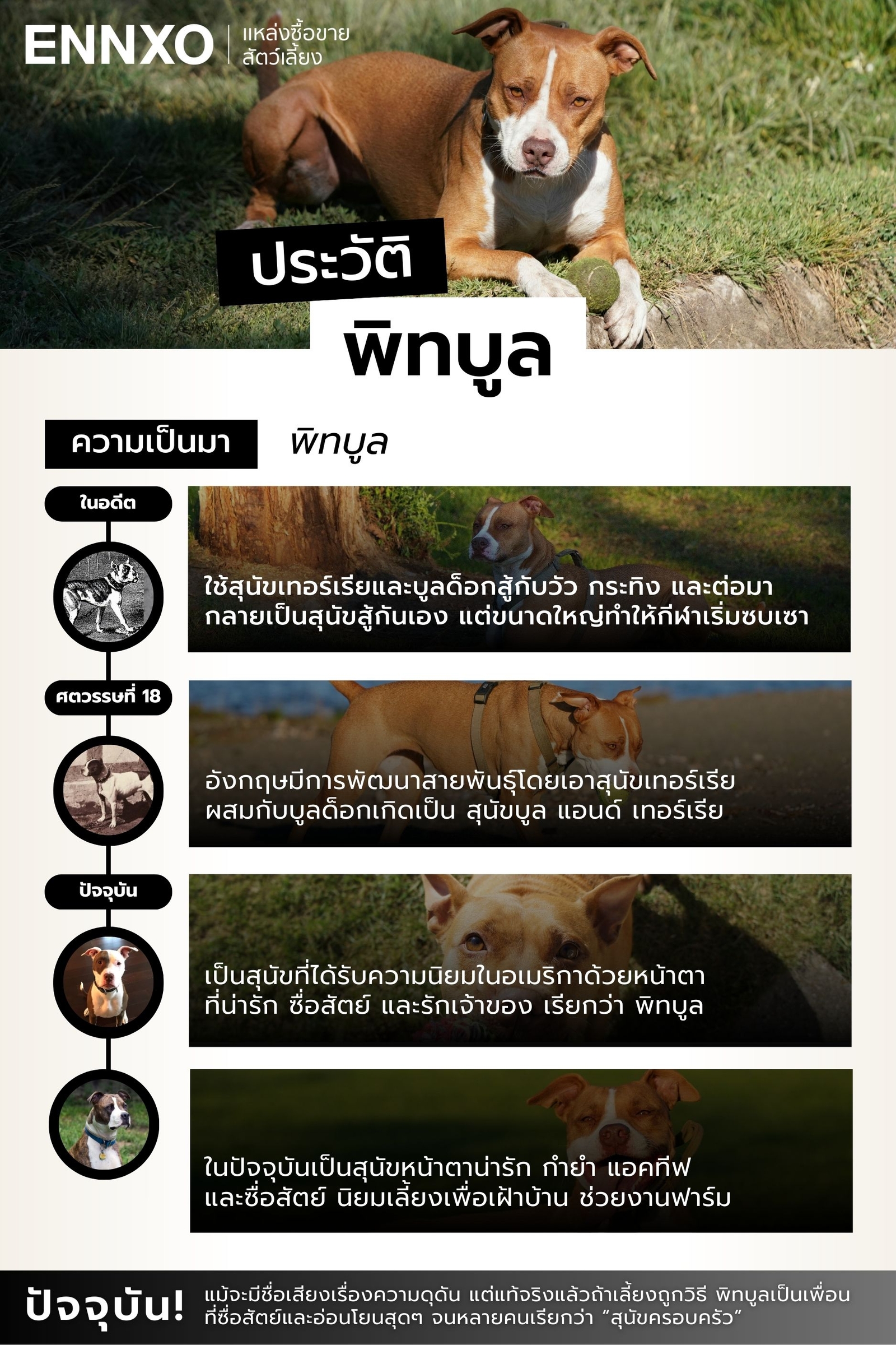 สุนัขพิทบูล ประวัติ