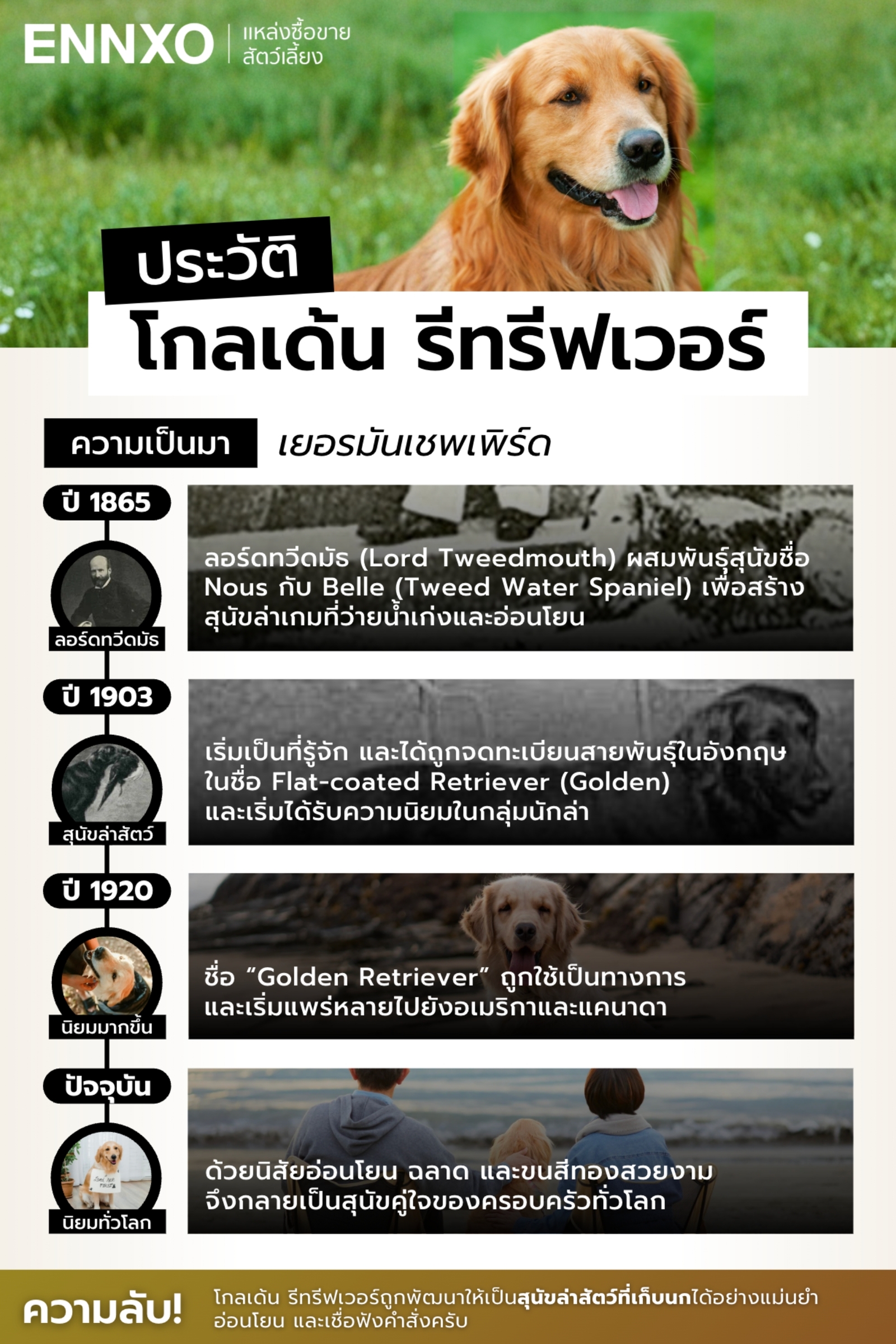 สุนัขโกลเด้น มีที่มาอย่างไร