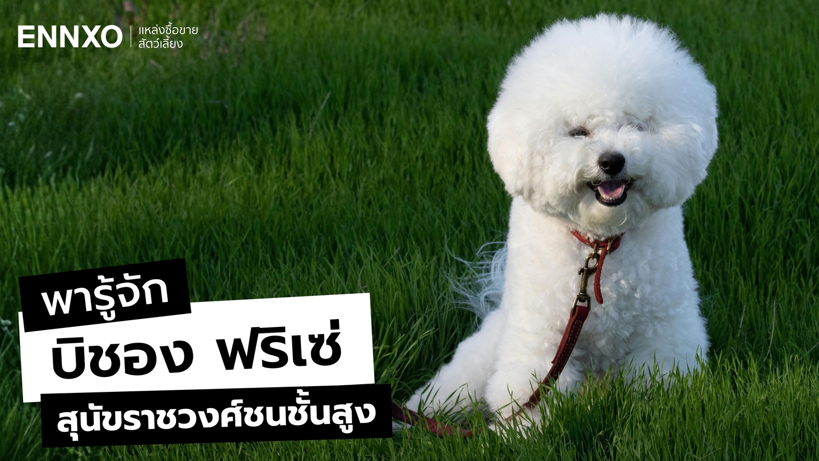 สุนัขบิชอง ฟริเซ่ รู้จักนิสัยหมา Bichon Frise เลี้ยงยากไหม?