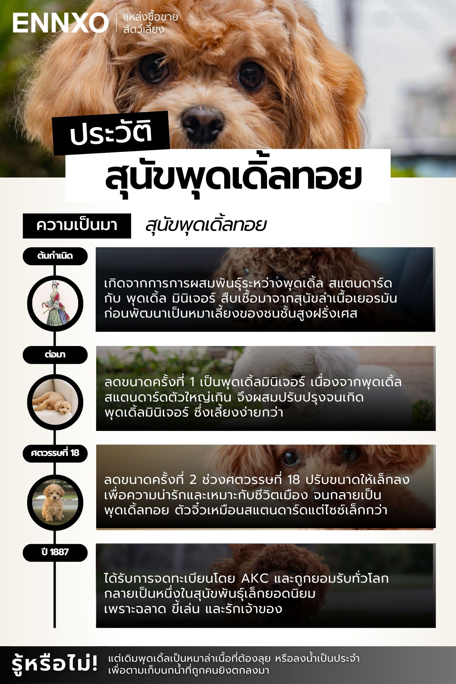พุดเดิ้ลทอย ประวัติ