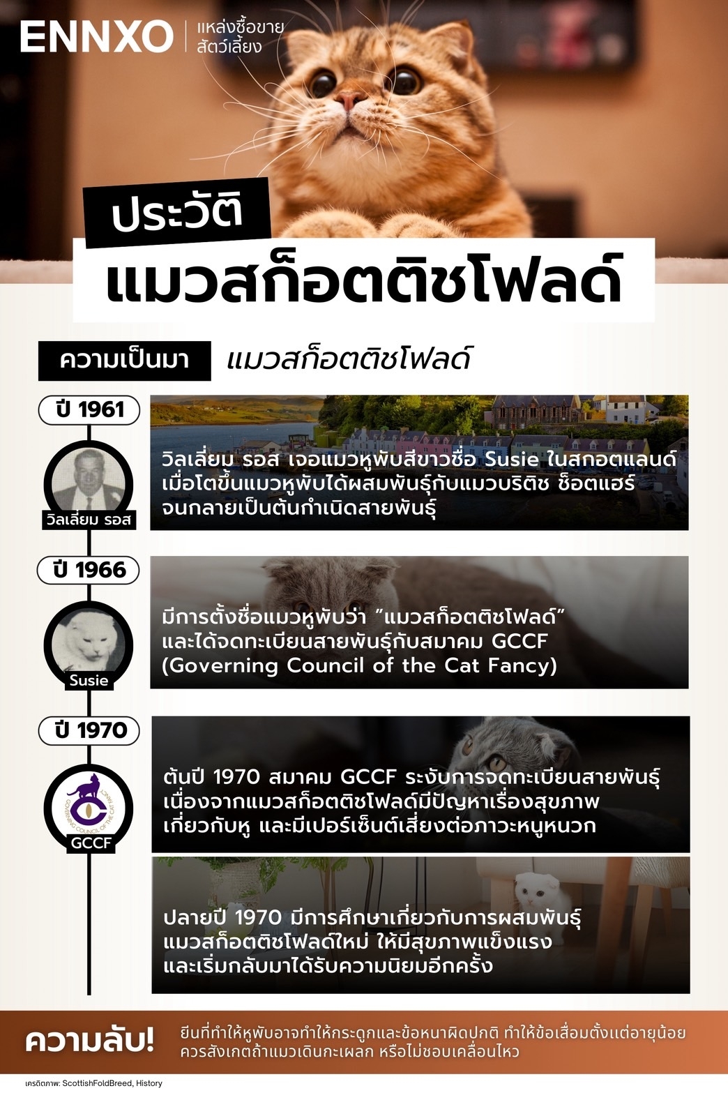 ประวัติสก็อตติชโฟลด์มาจากไหน