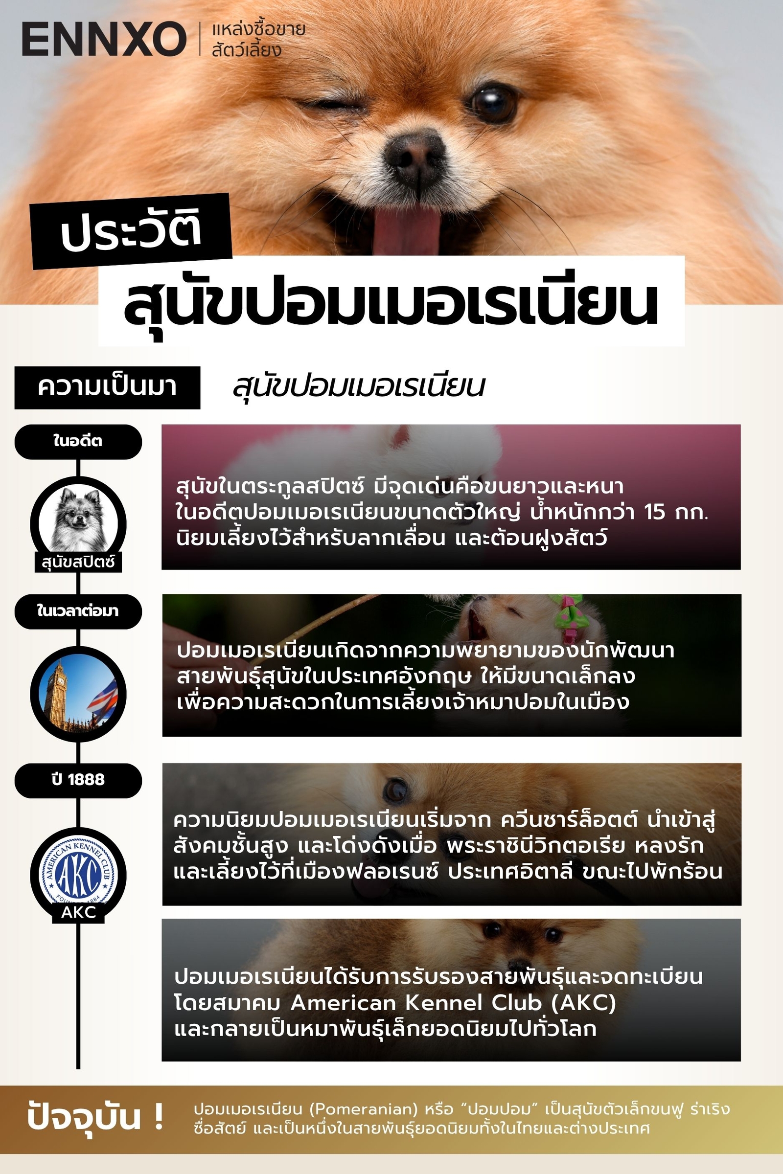 ประวัติสุนัขปอมเมอเรเนียน ที่มาเป็นอย่างไร